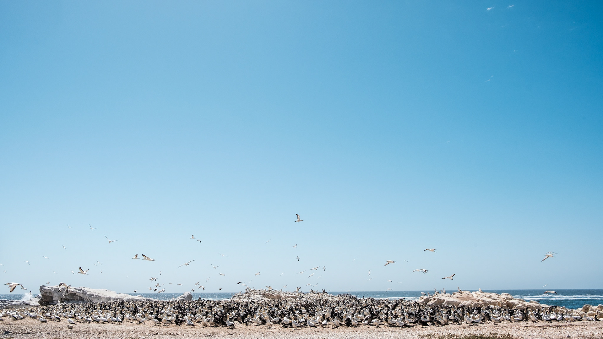 Rush hour on Bird Island