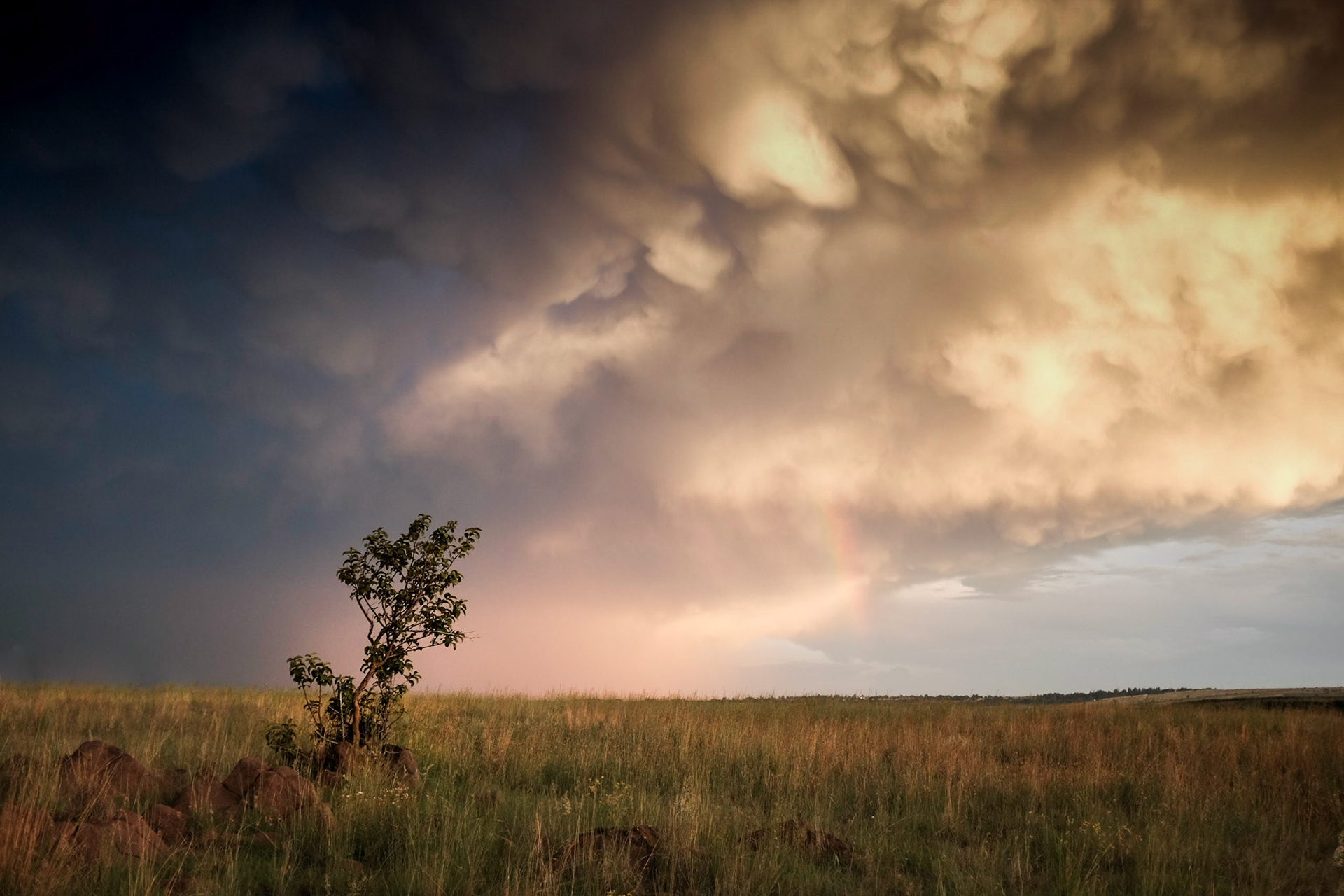 Lonely bush in a storm