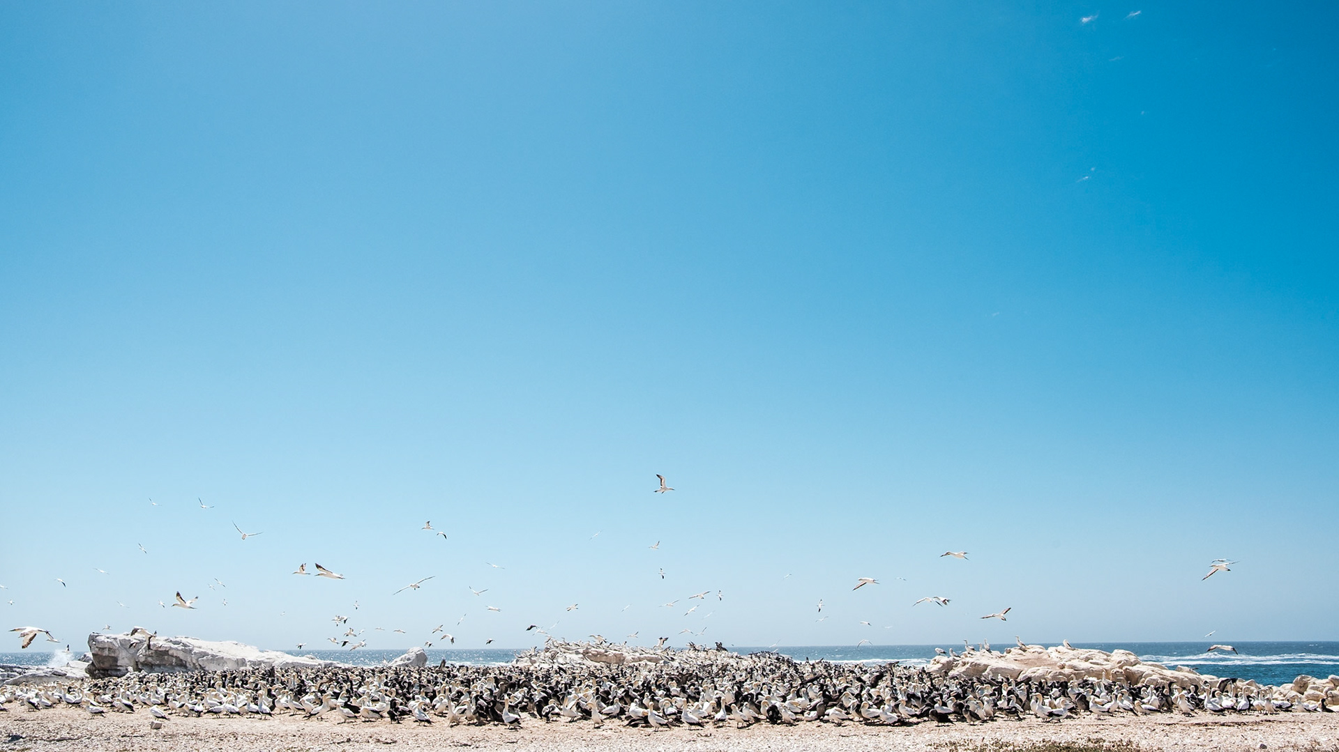 Rush hour on Bird Island