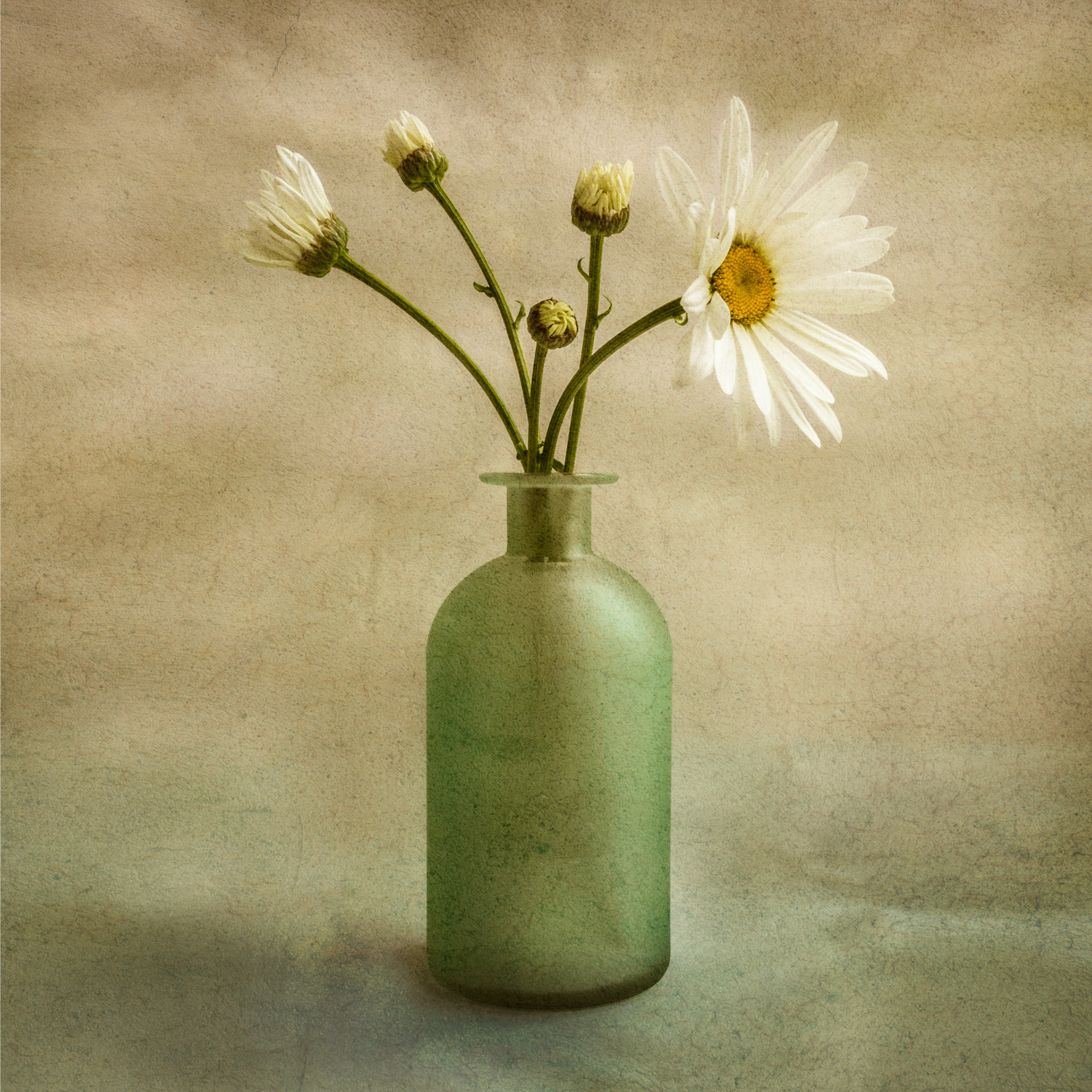 Daisies in Bottle