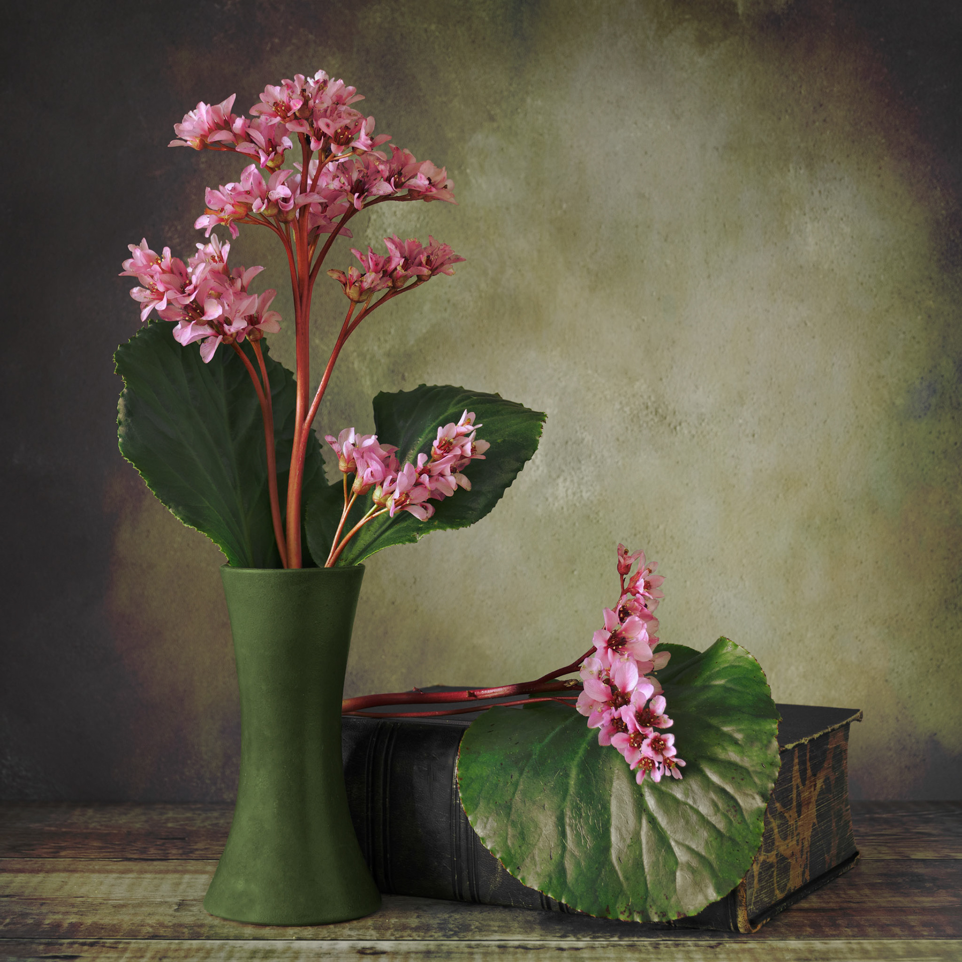 Bergenia - Elephant's Ears