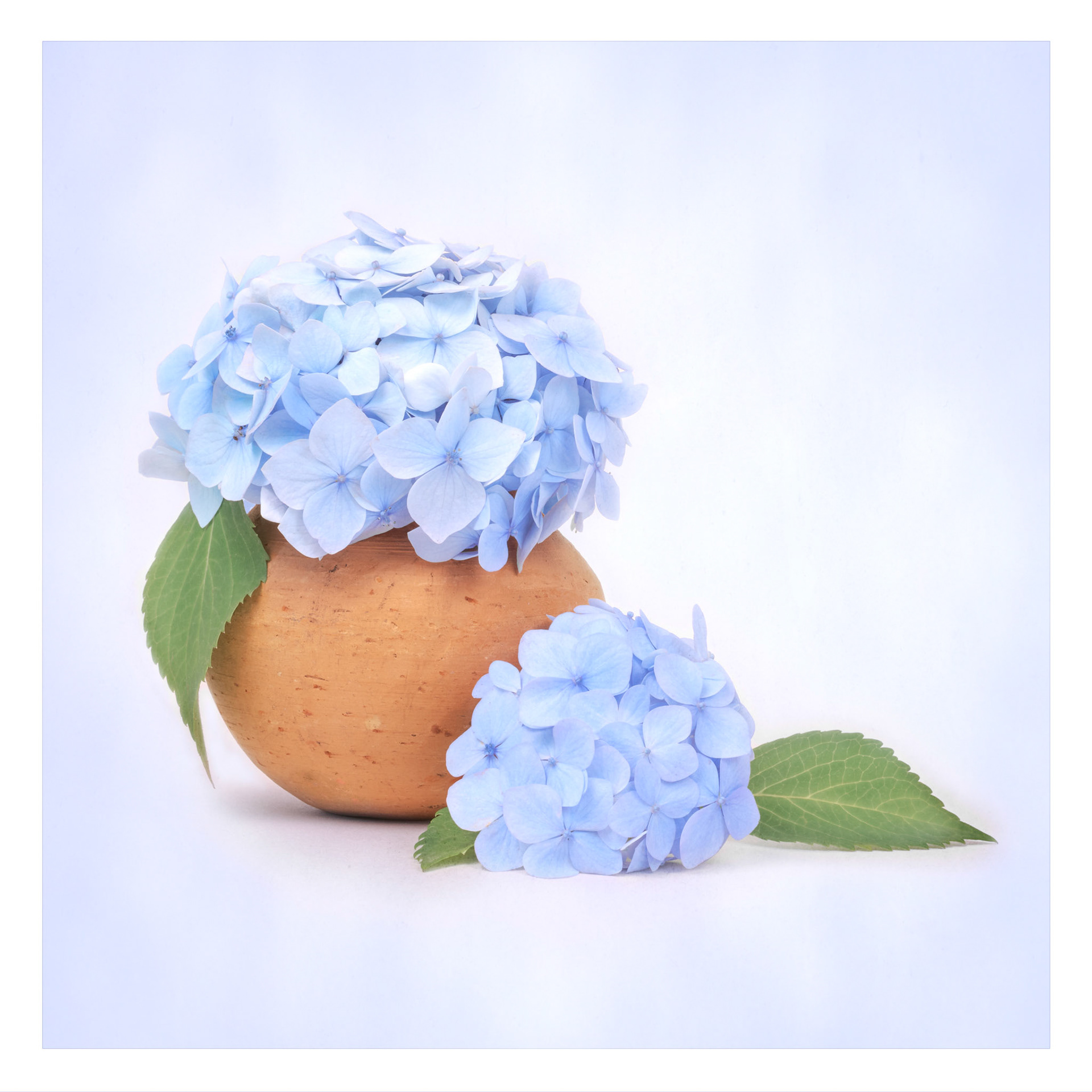 Hydrangea in Terracotta Pot