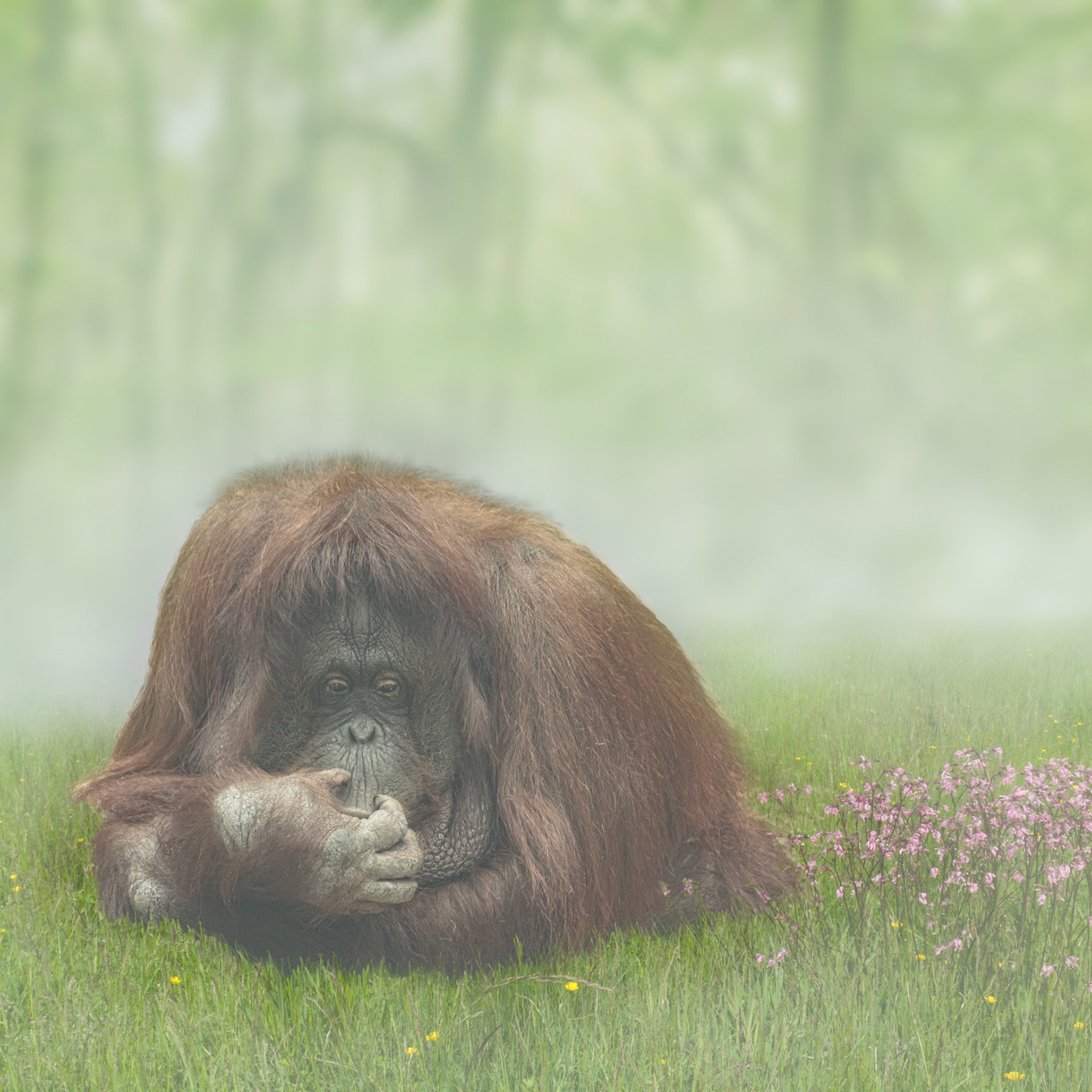 Remembering the forests
