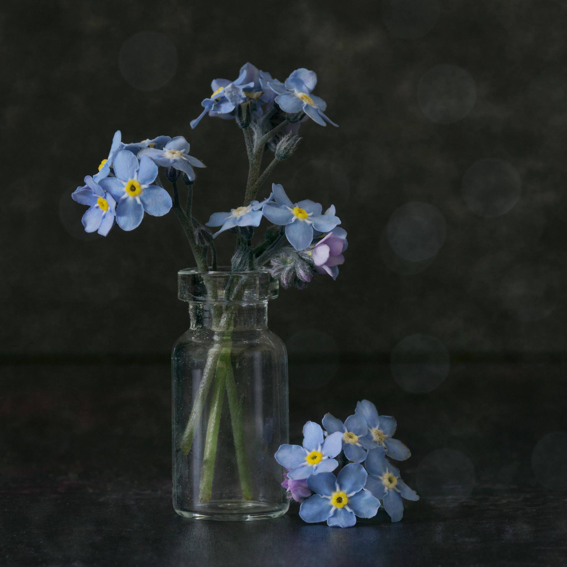 Forget-me-not