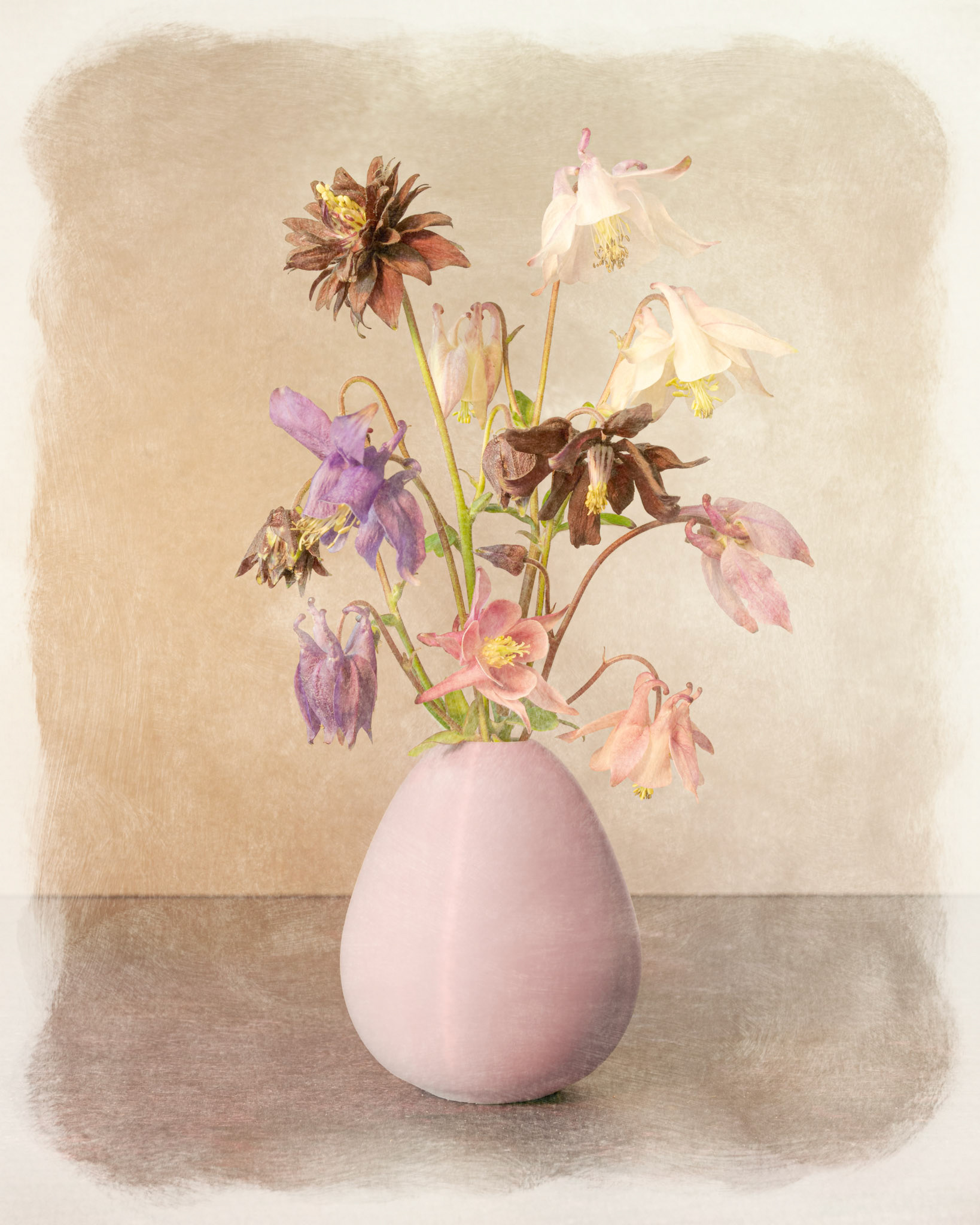 Aquilegias