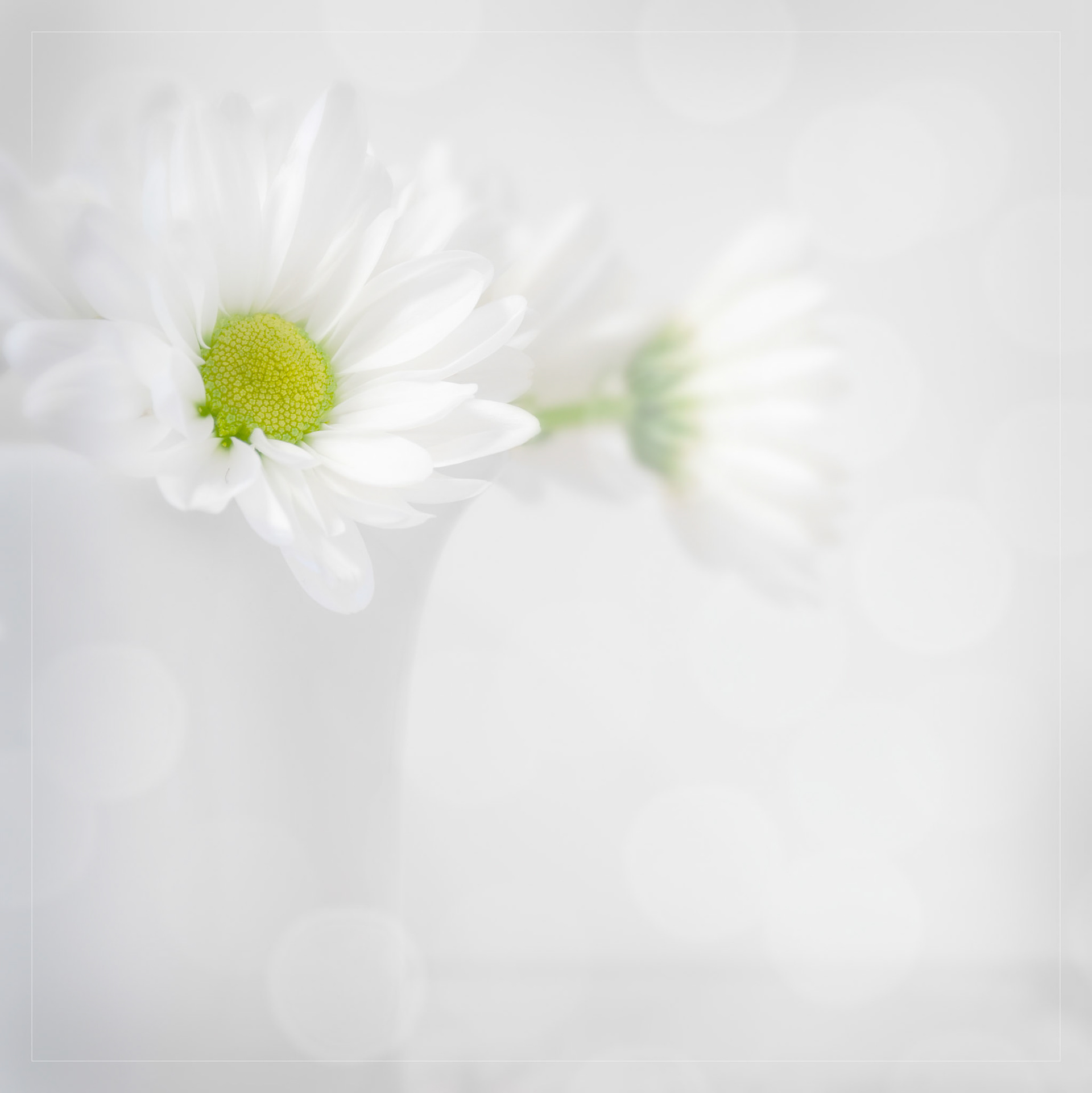 White Flowers, White Jug