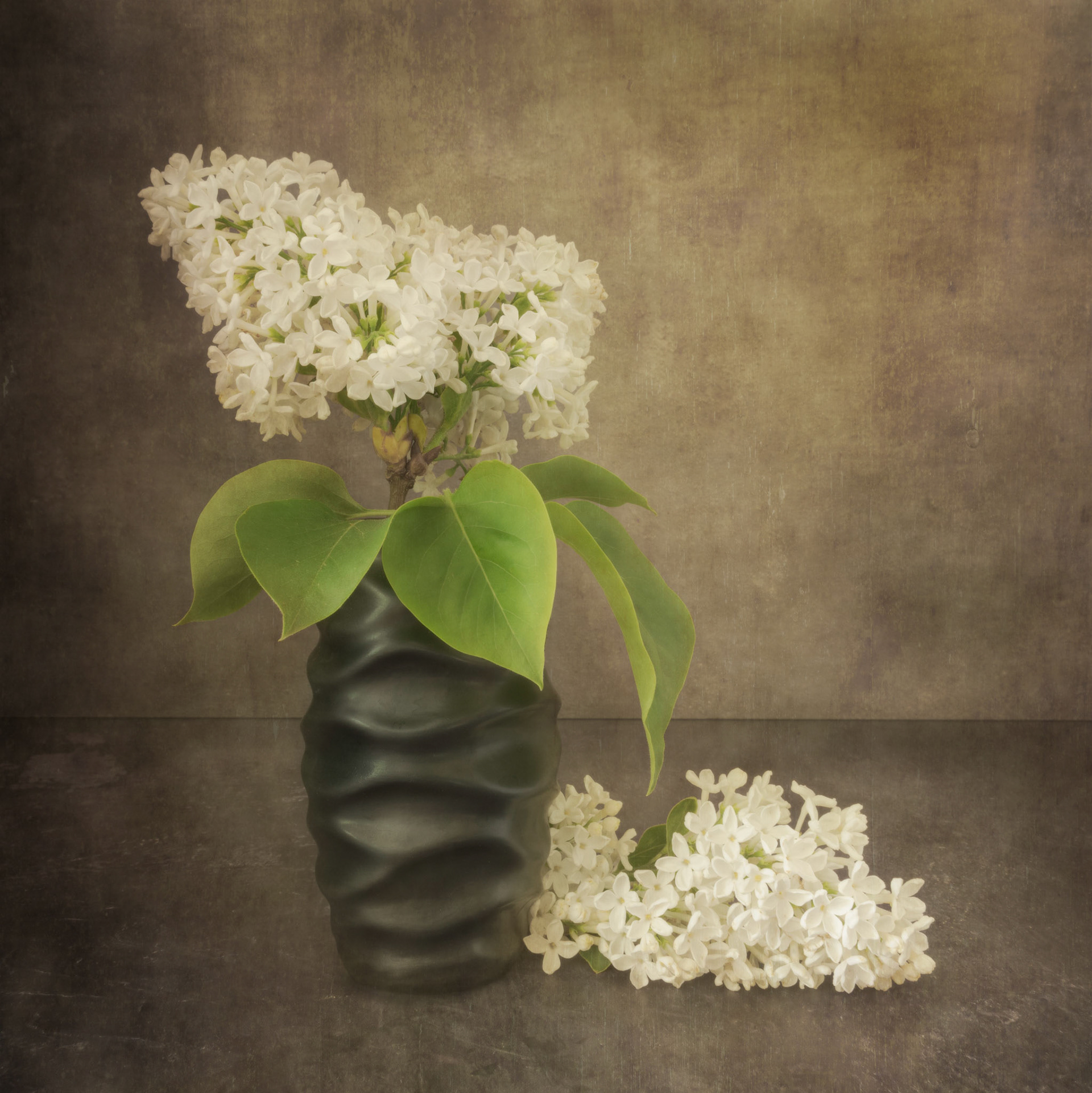 White lilac