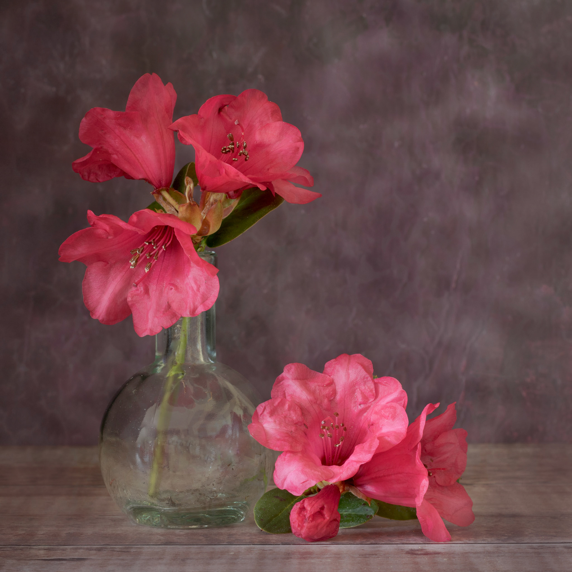 Rhododendron