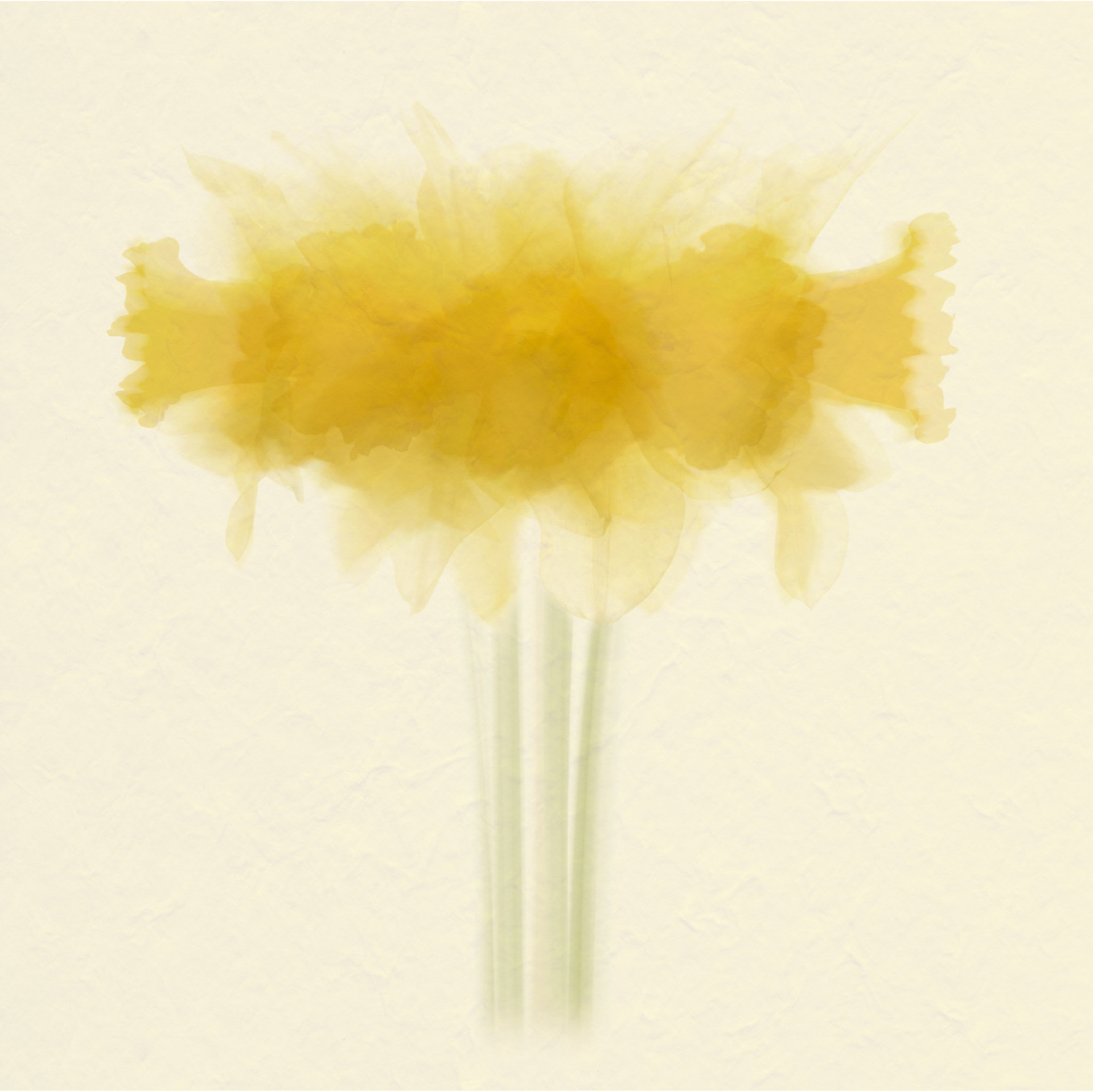Daffodil Impression