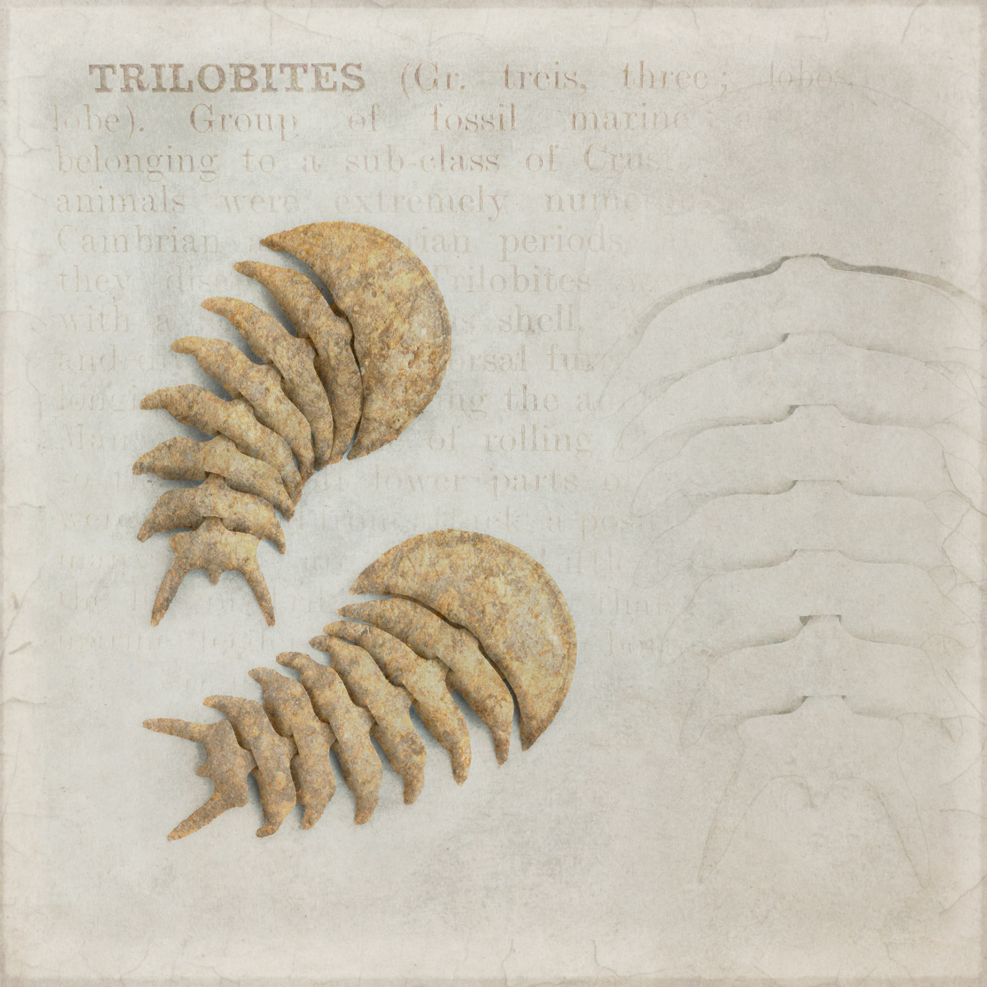Trilobites