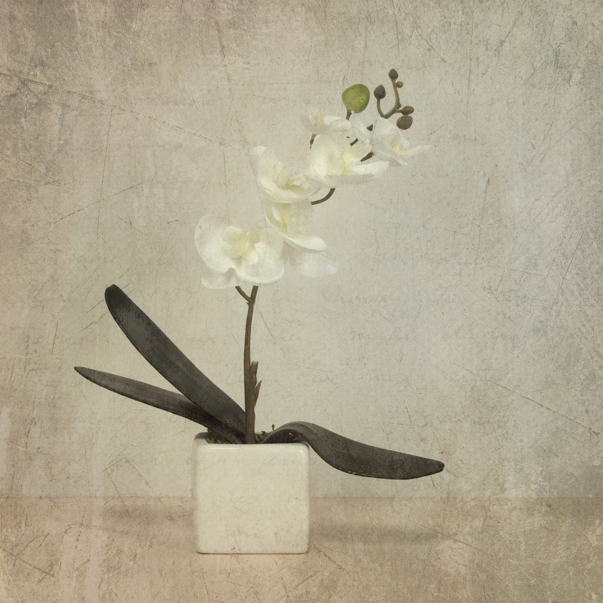 Orchid in Square Pot