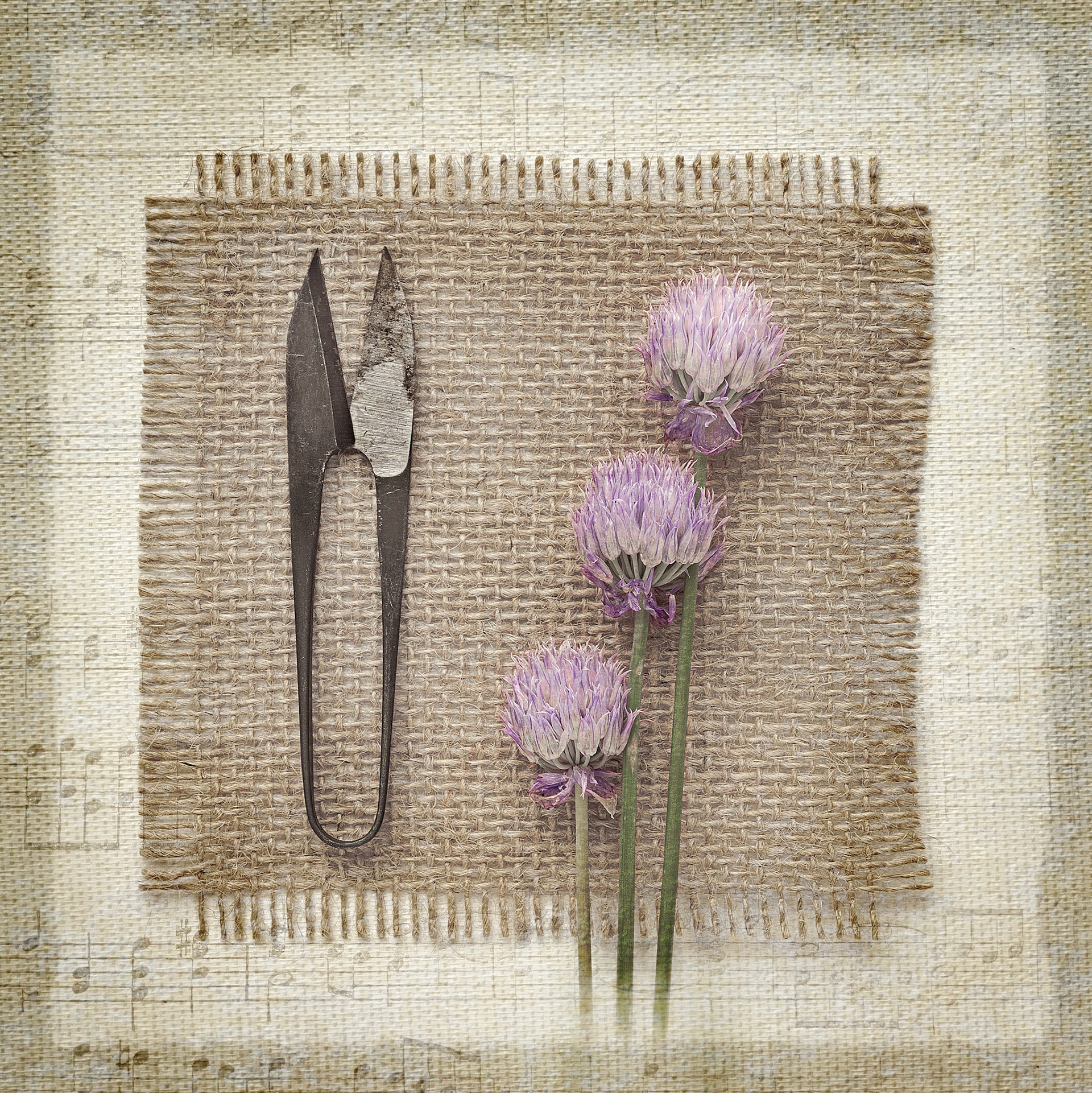 Chives