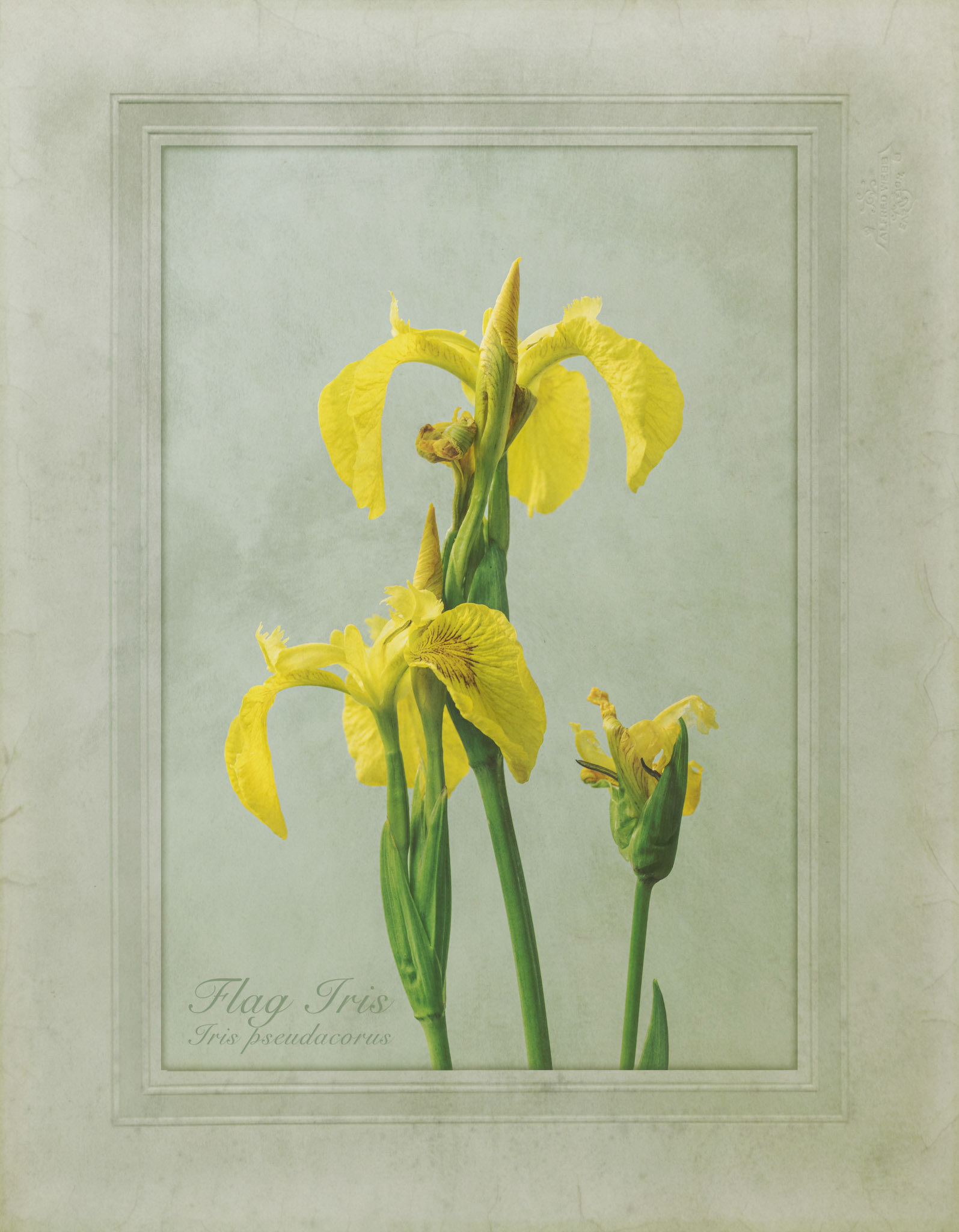 Flag Iris