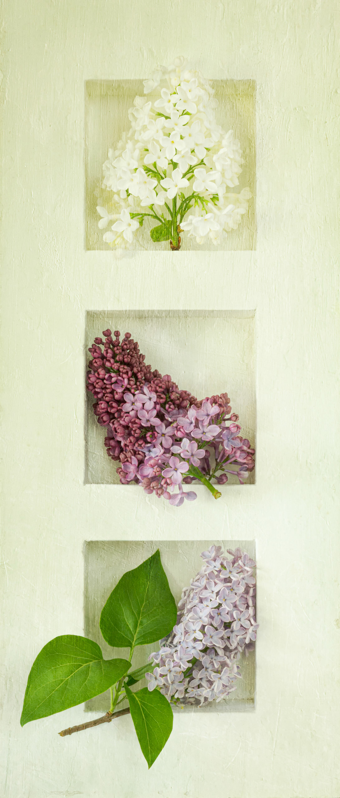 Three Squares - Lilac
