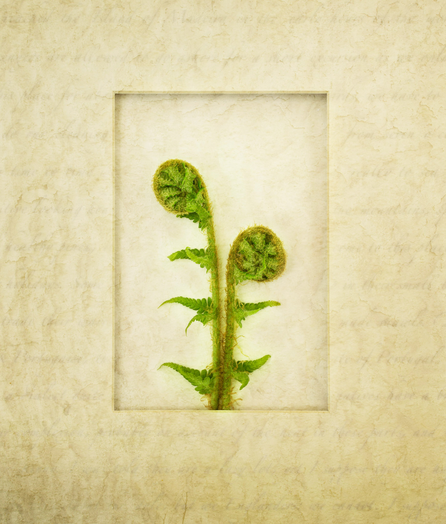 New Life Unfurls