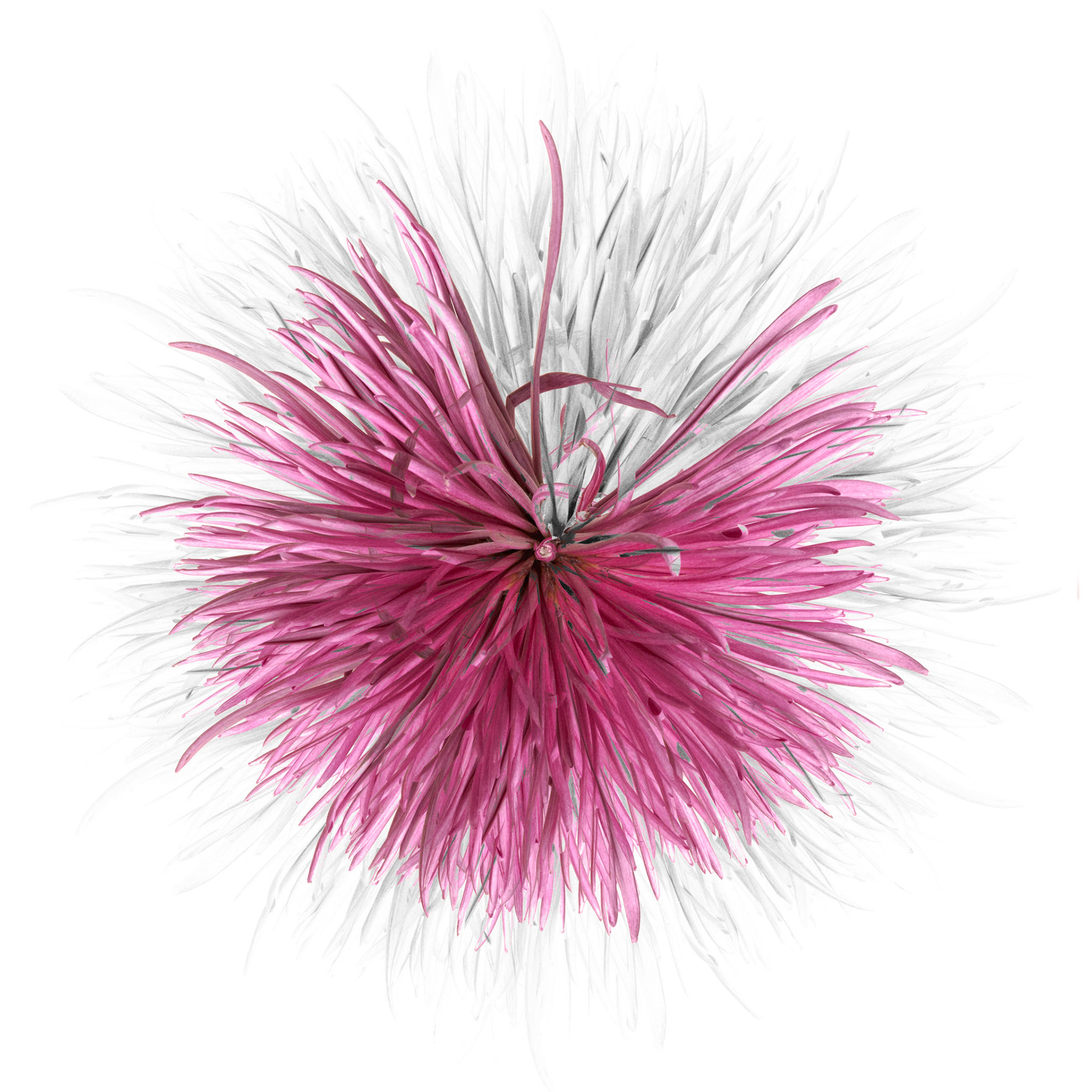 Chrysanthemum reimagined