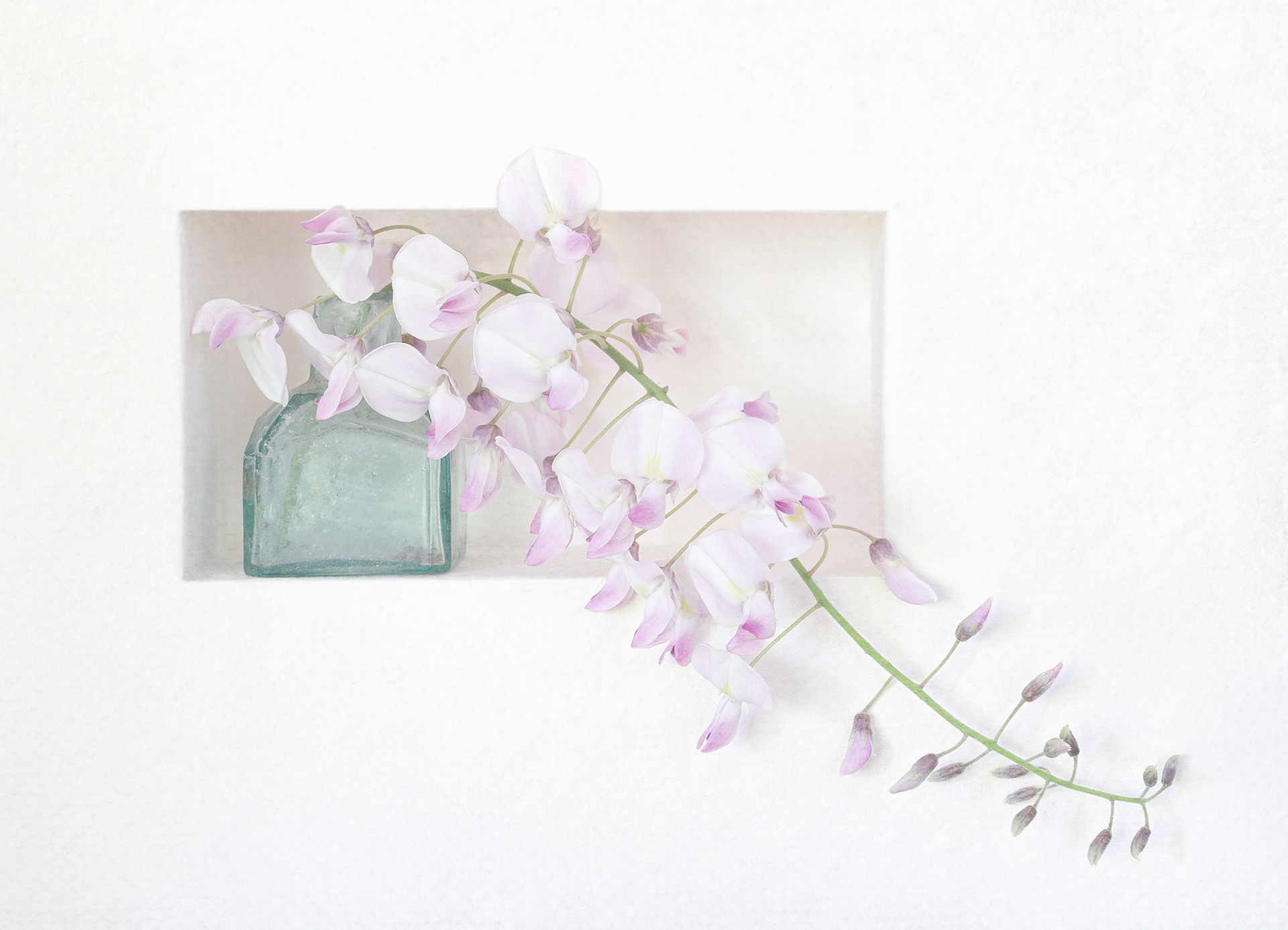 Trailing Wisteria