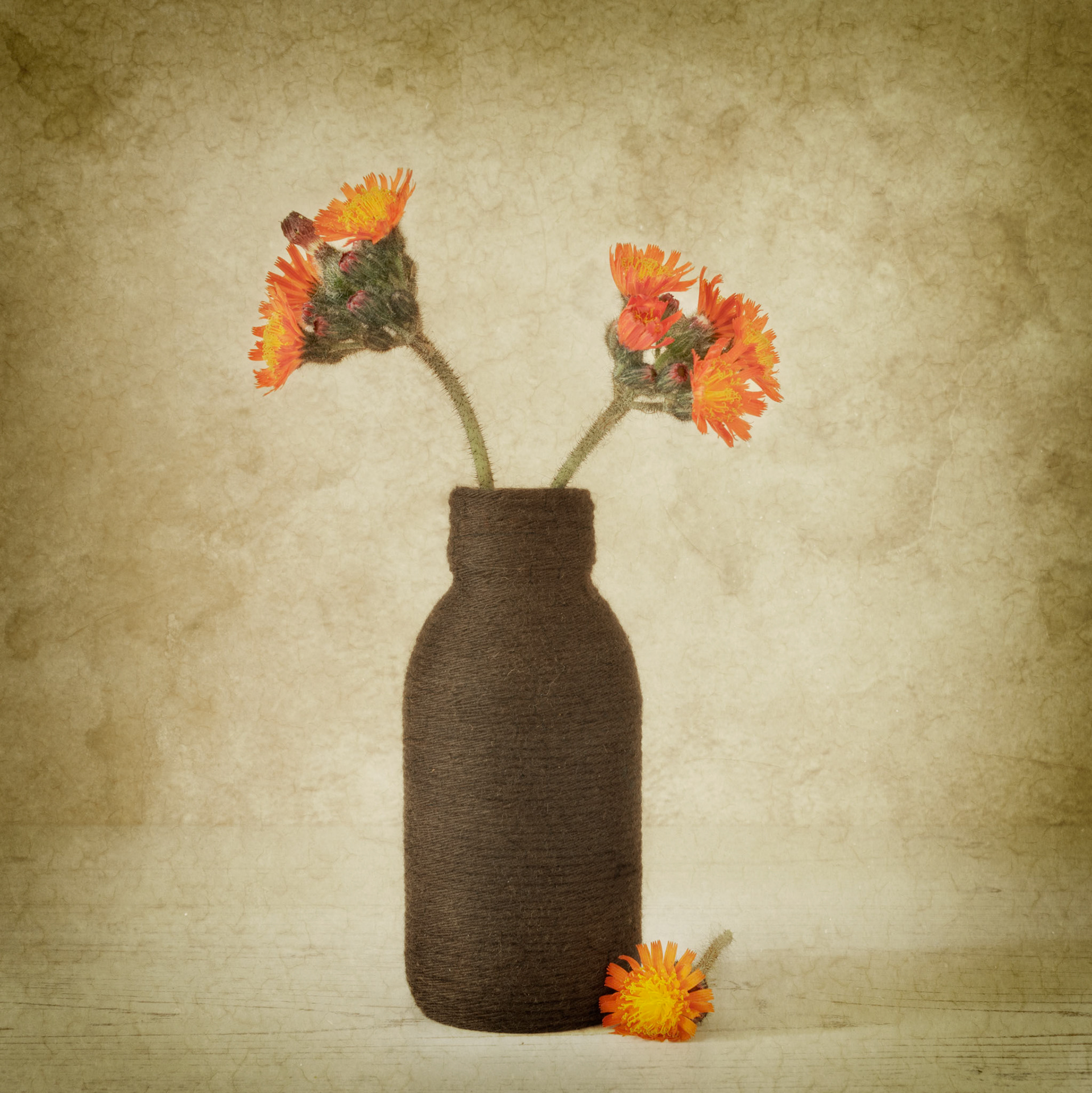 Orange Hawkbit