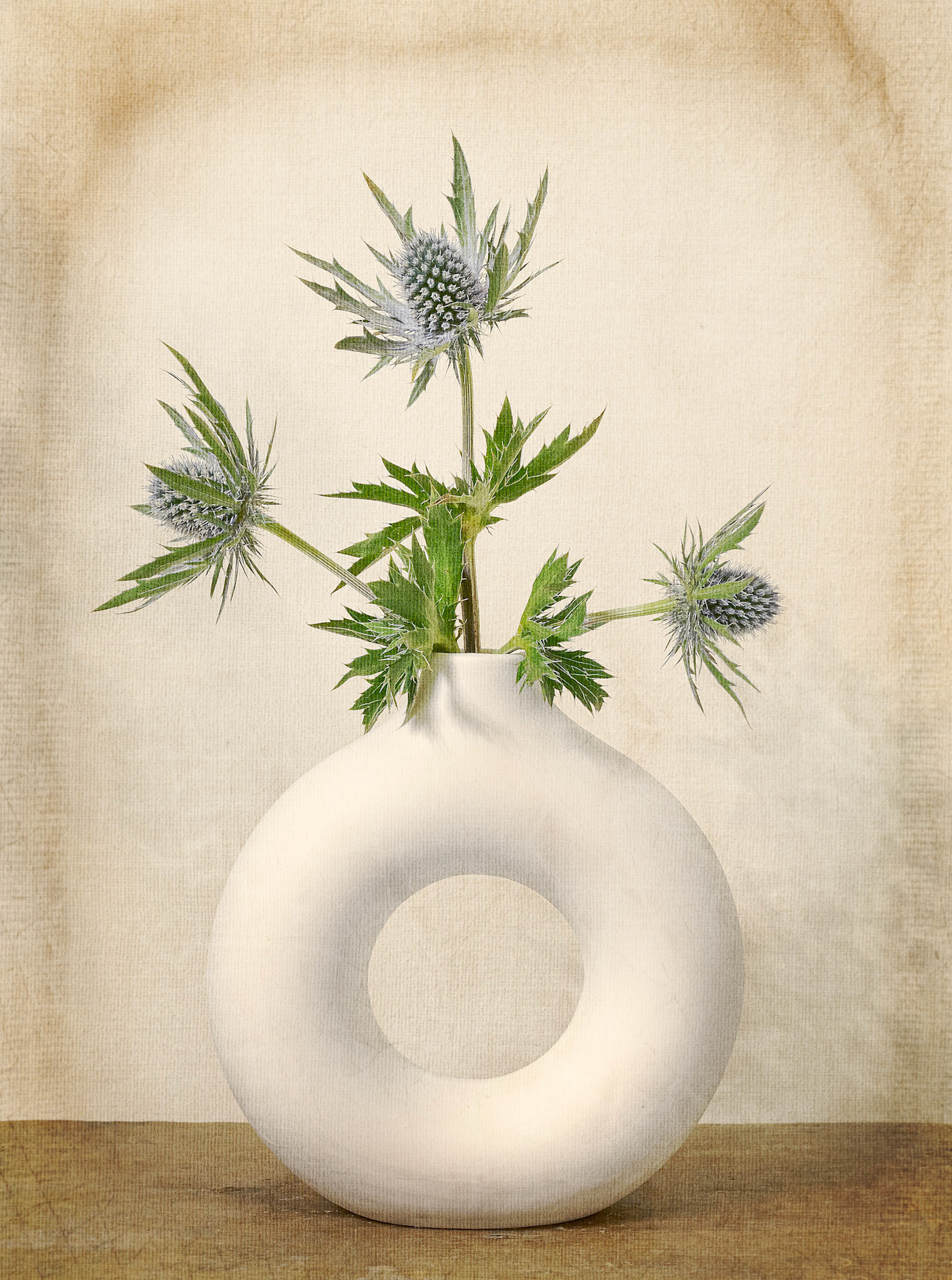 Eryngium