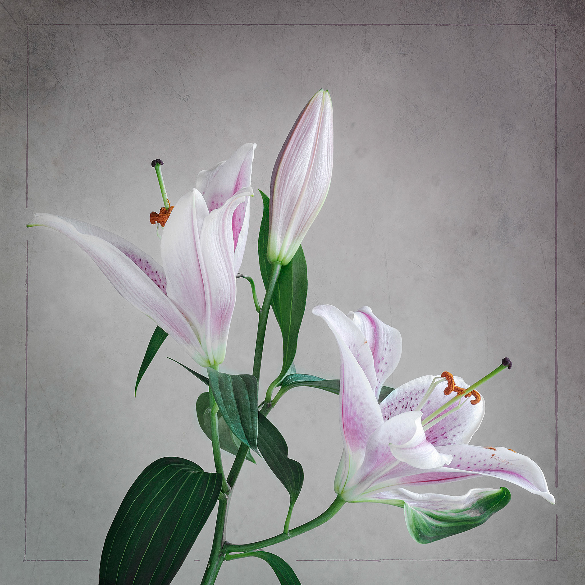 Lilies