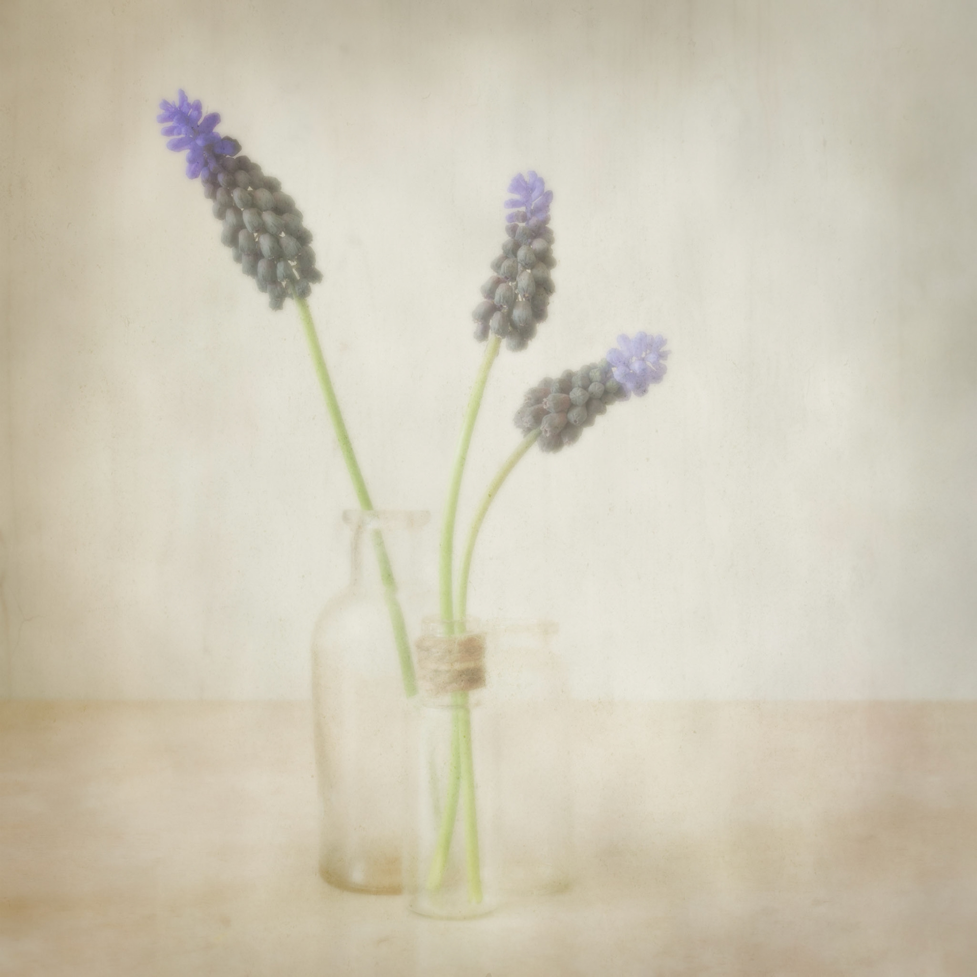 Three muscari