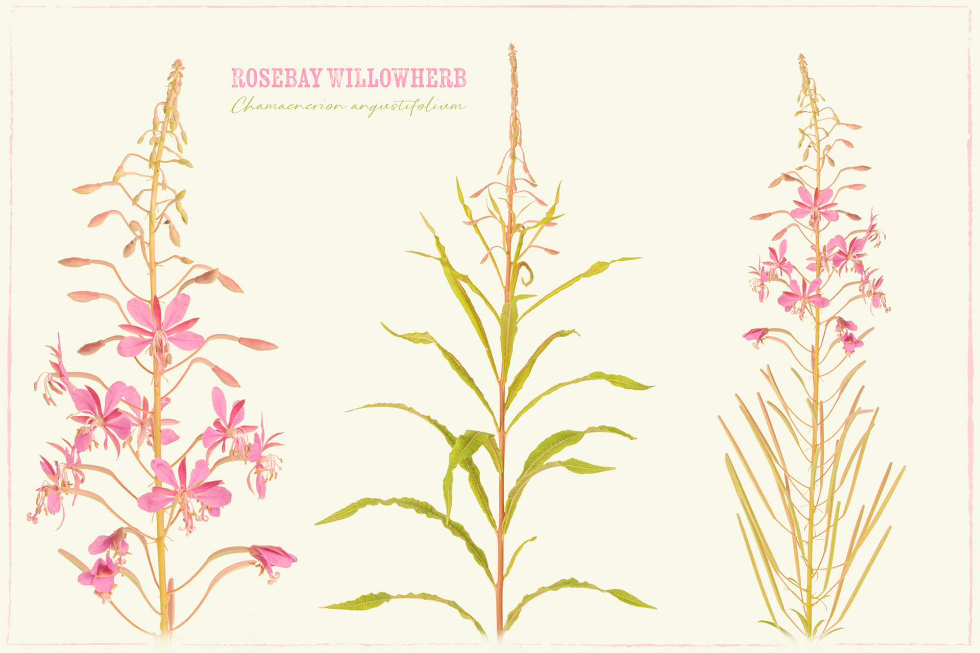 Rosebay Willowherb