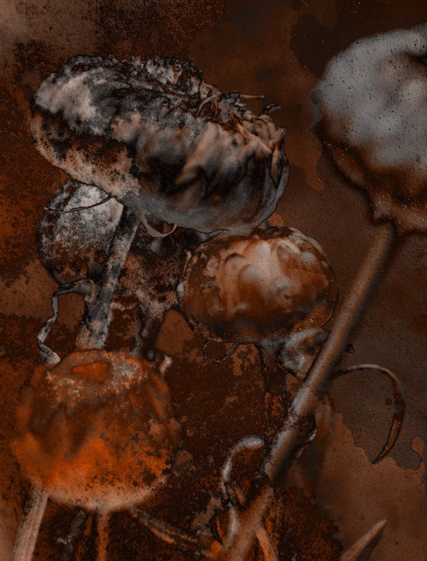 Fotografie Strohblume