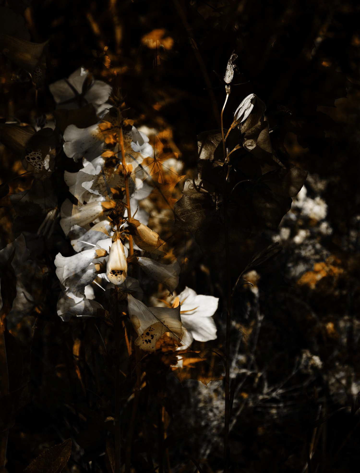 Fotografie Fingerhut