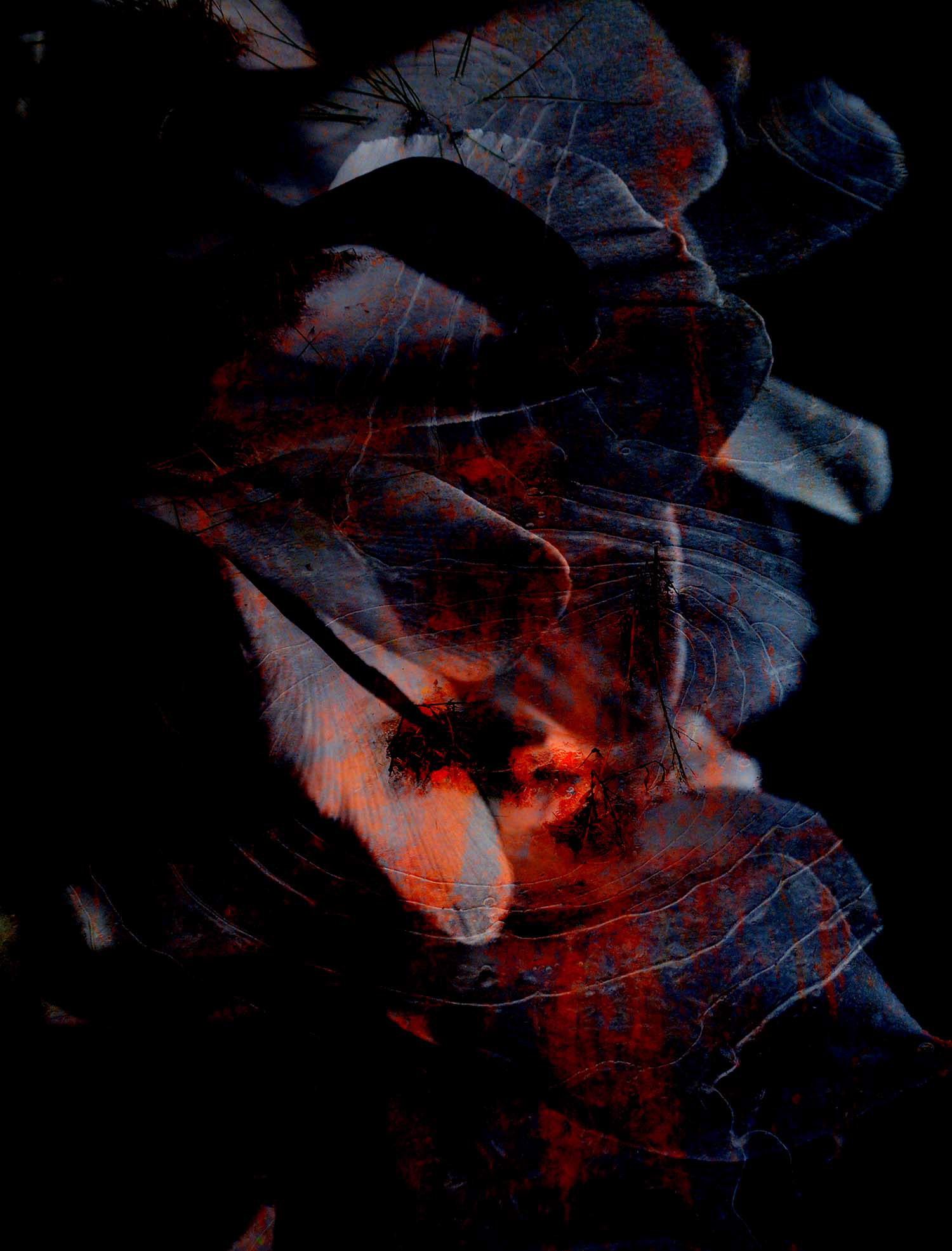 Fotografie Alpenveilchen