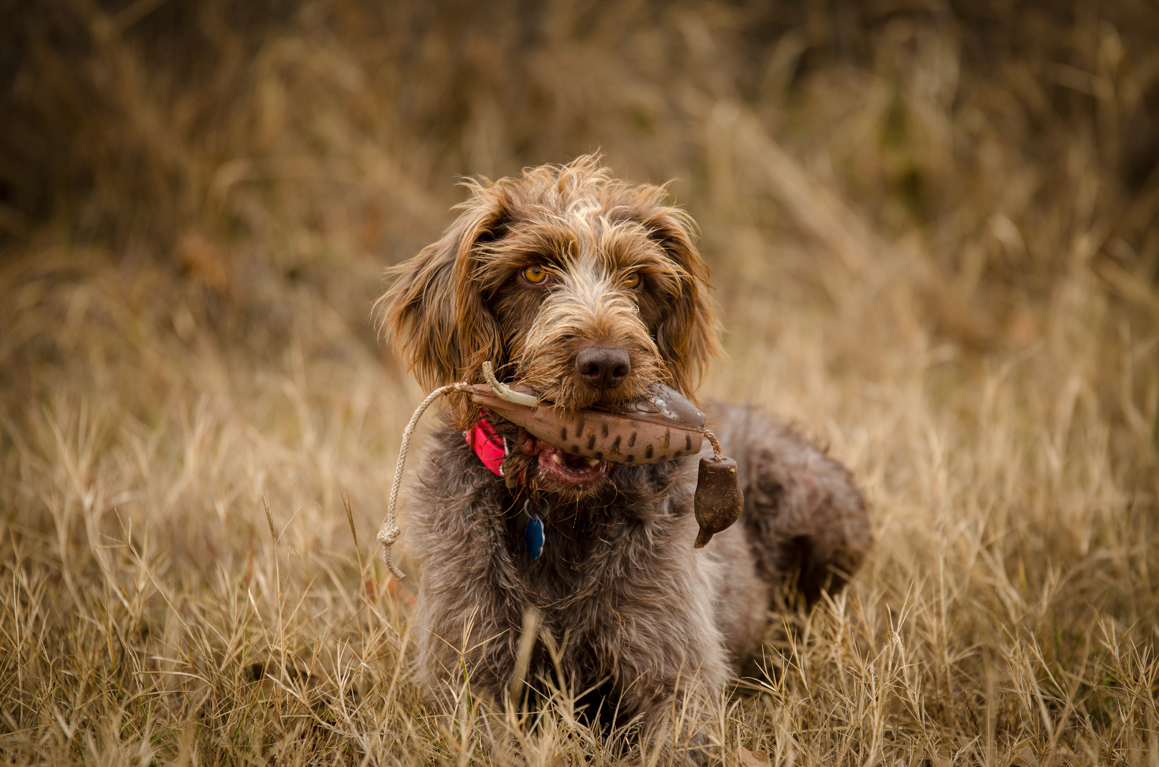 Gretta was the most well trained dog I've photographed.  12/10 would work with again.