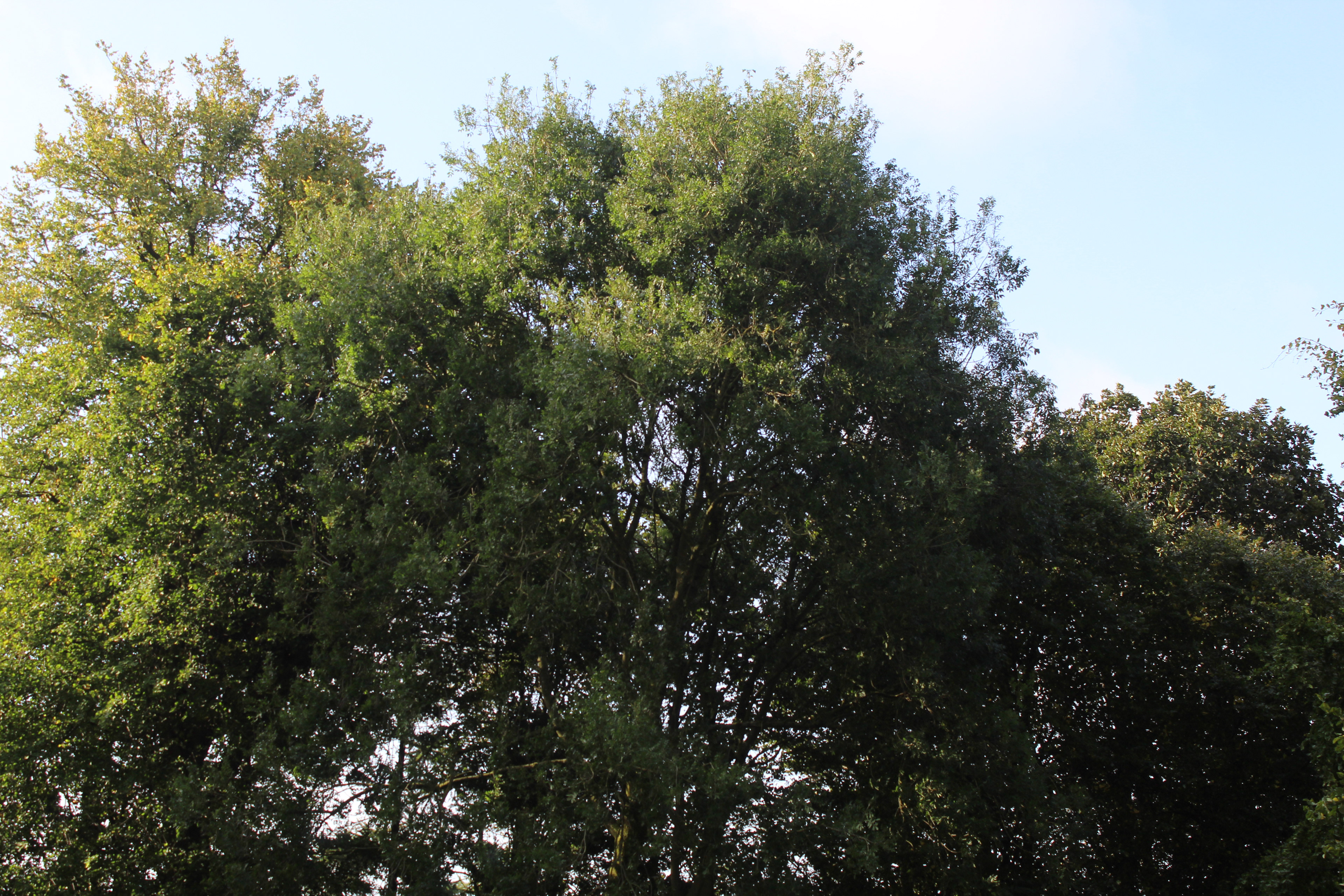 Canon EOS 4000D, f/7.1 & ISO 100