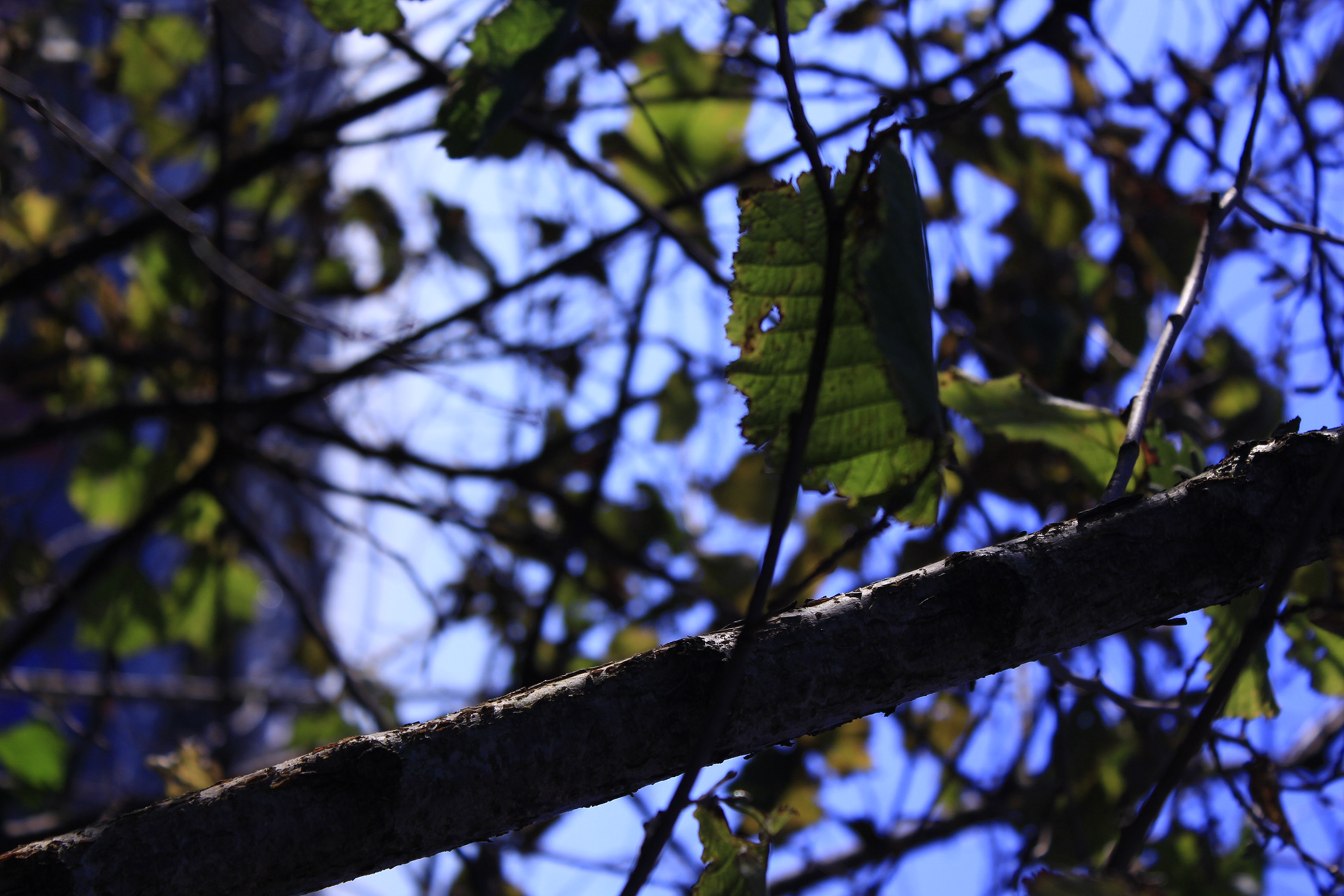 Canon EOS 100D, f/5.6 & ISO 100