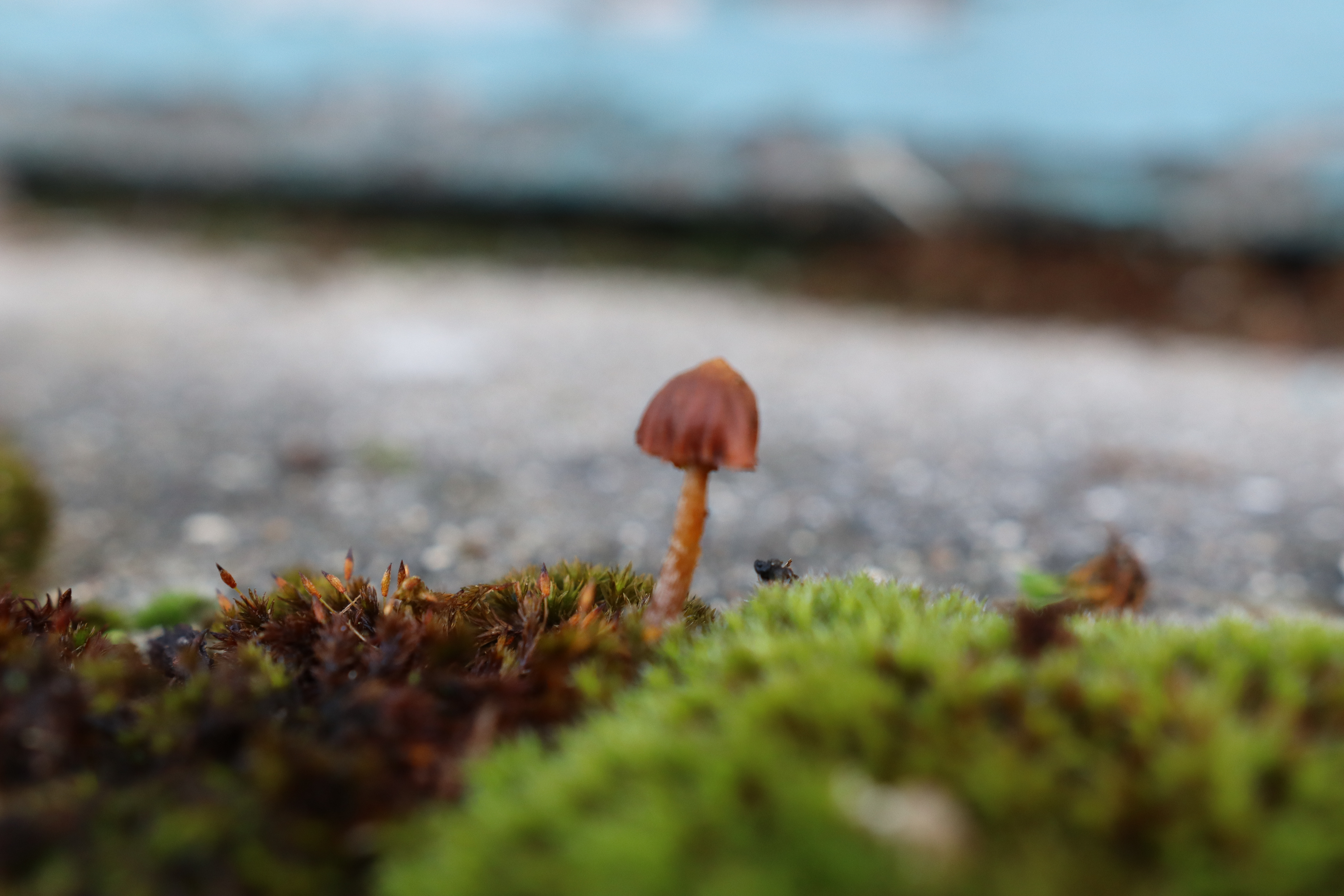 Canon EOS 250D, f/4 & ISO 640