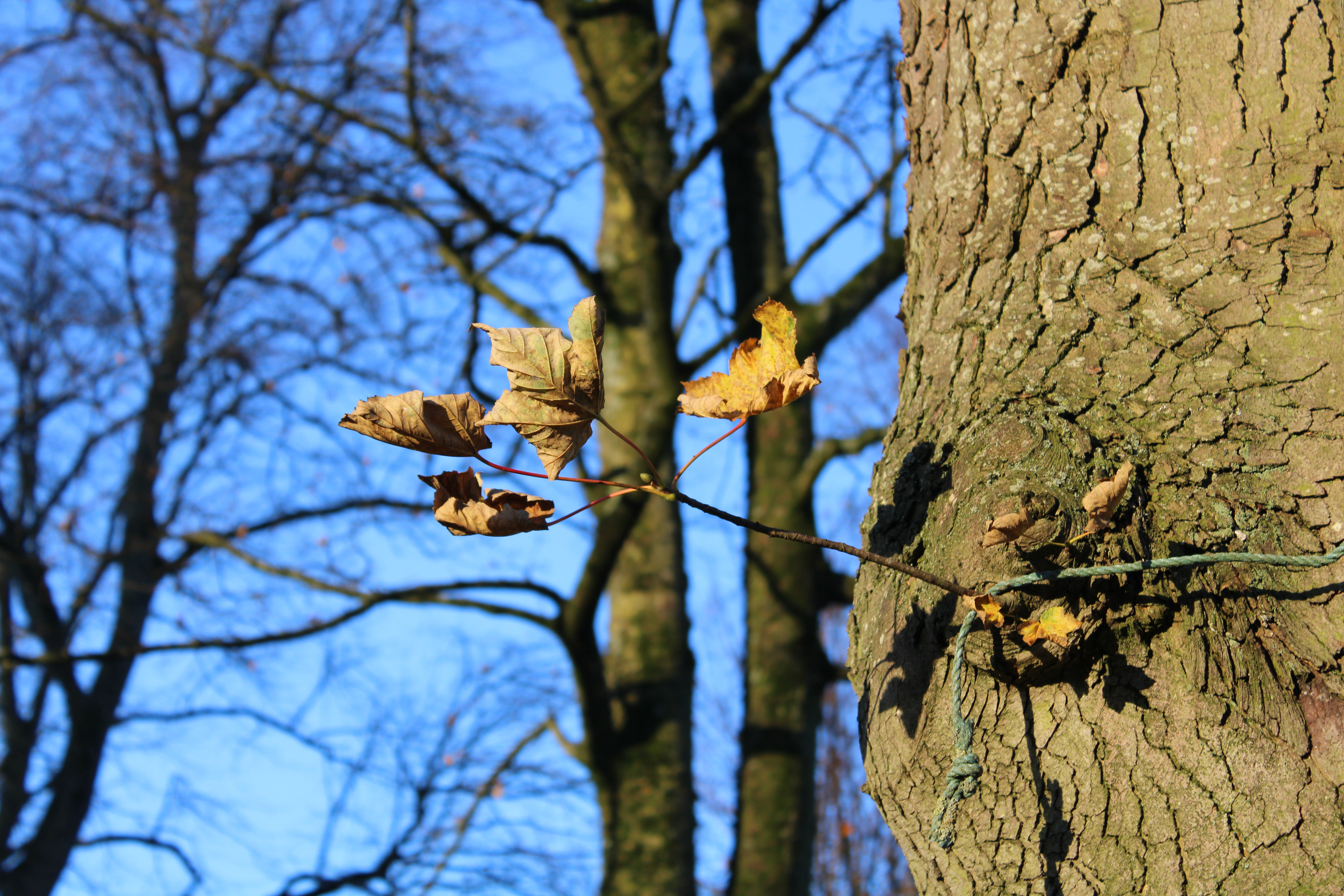 Canon EOS 100D, f/5.6 & ISO 100