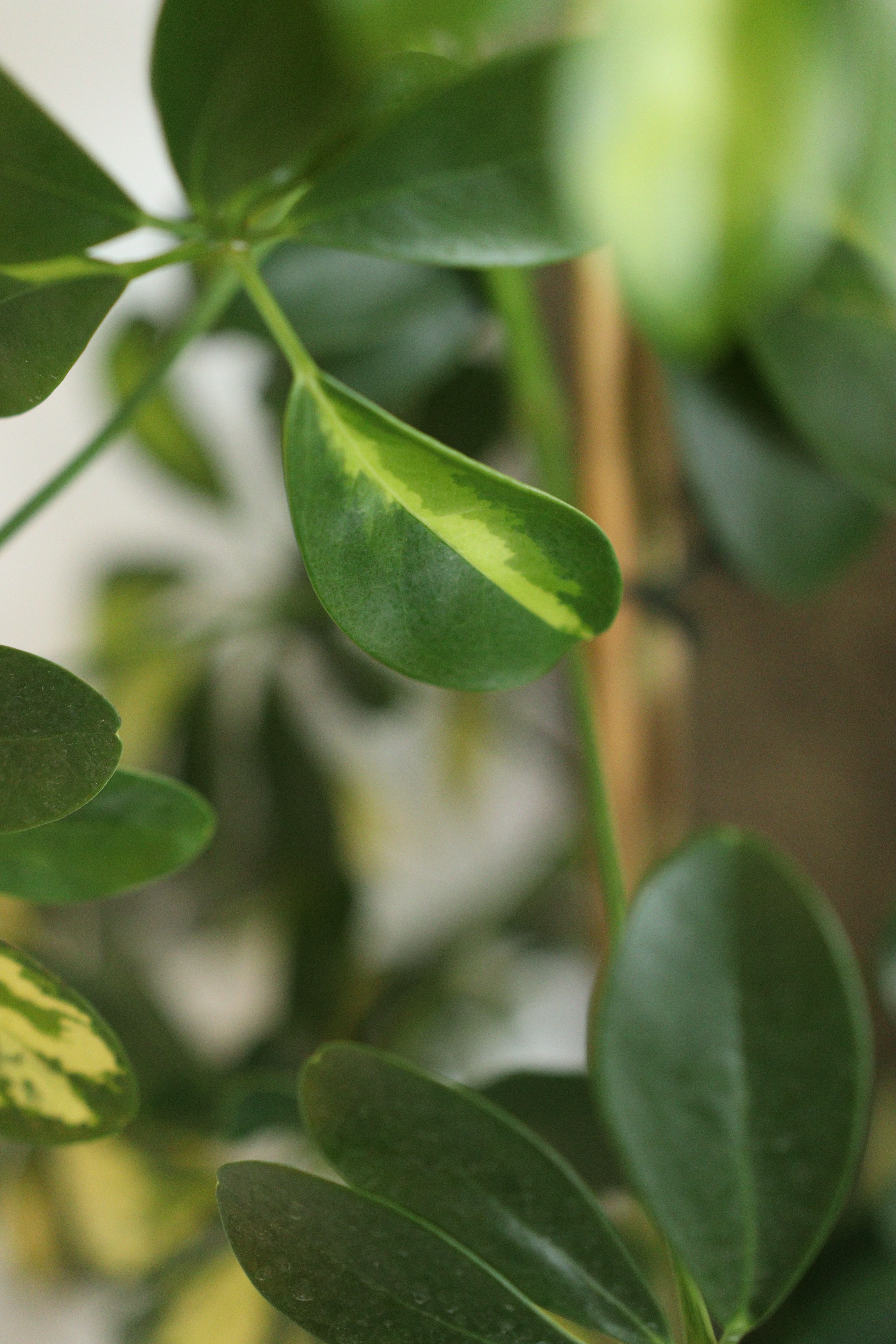 Canon EOS 250D, f/2.2 & ISO 1600