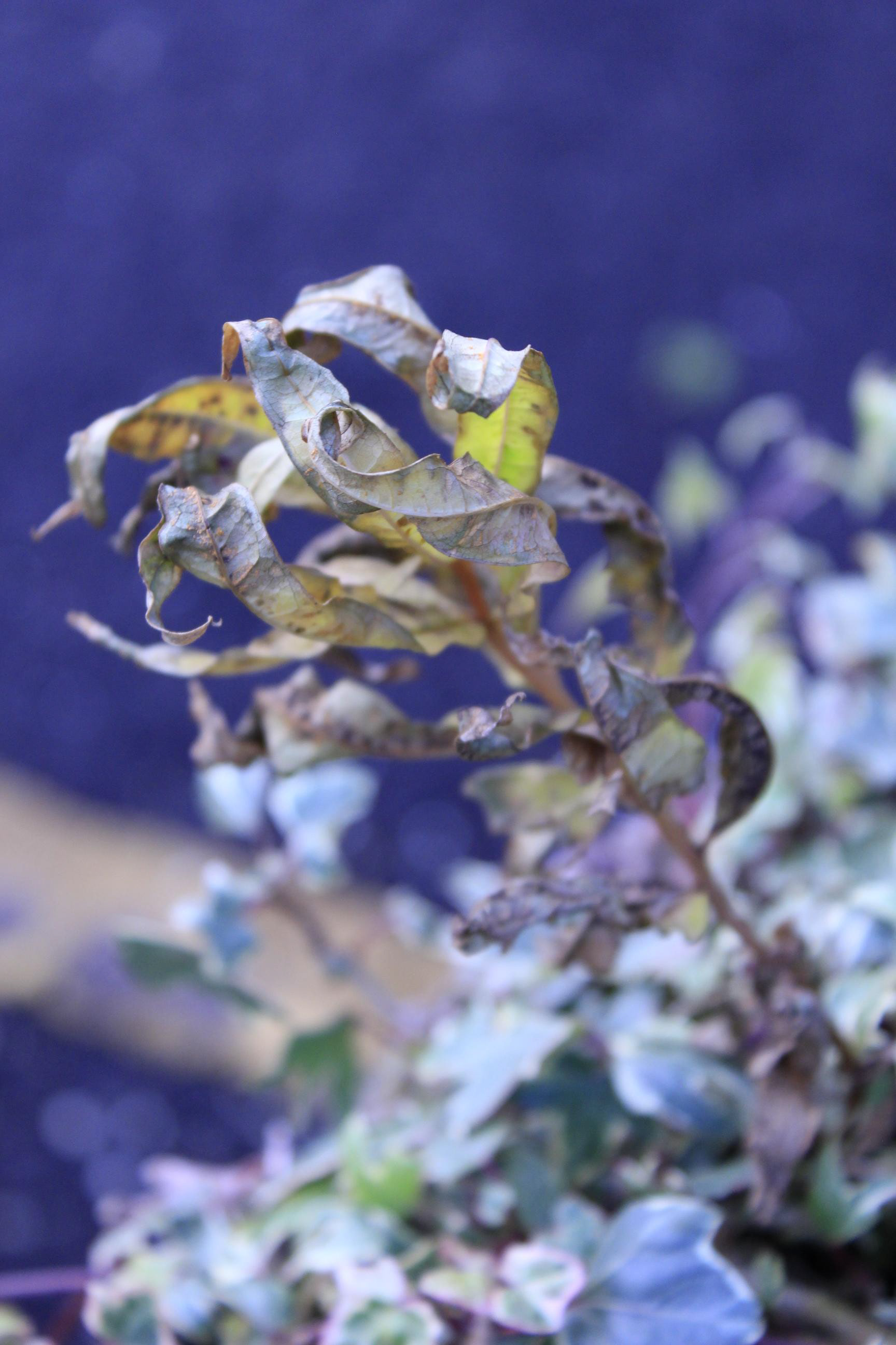 Canon EOS 100D, f/5.6 & ISO 800