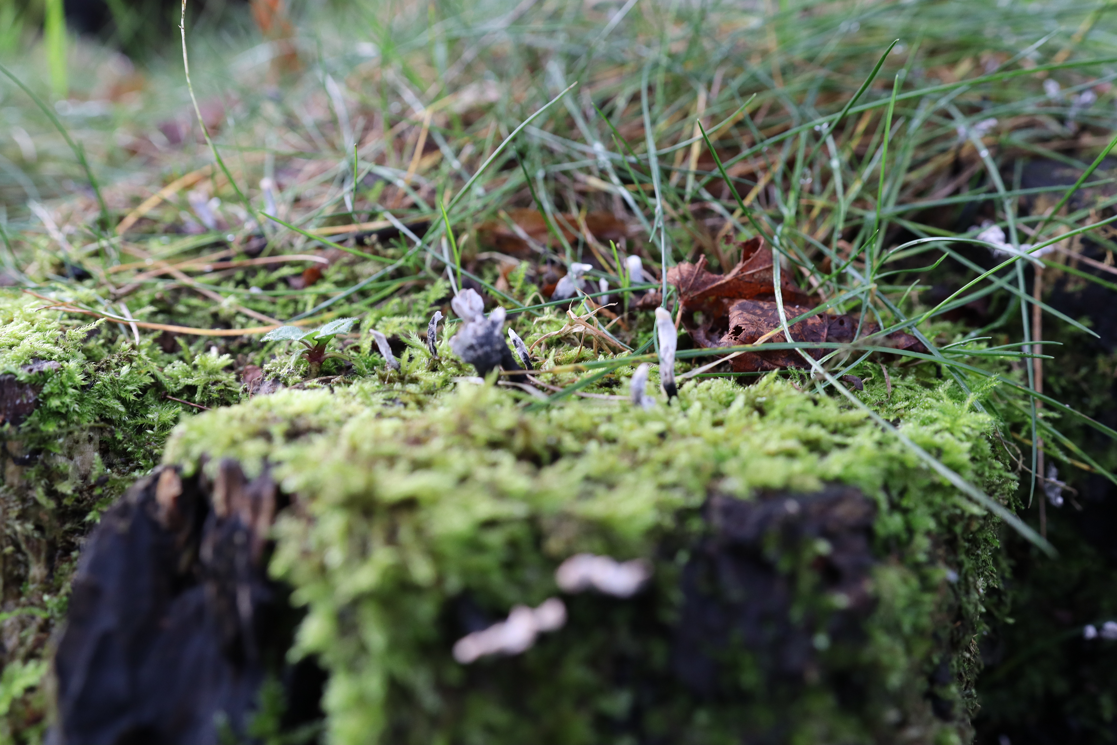 Canon EOS 250D, f/3.5 & ISO 800