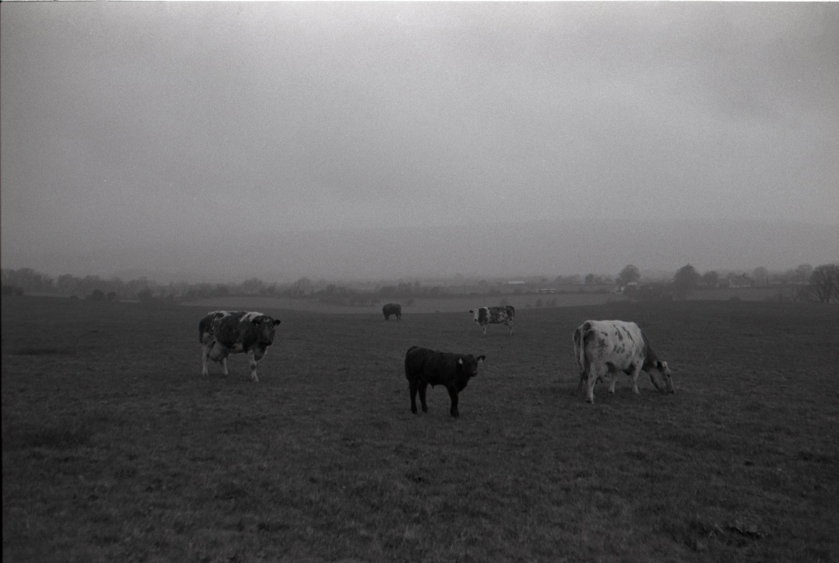 Beef Cattle