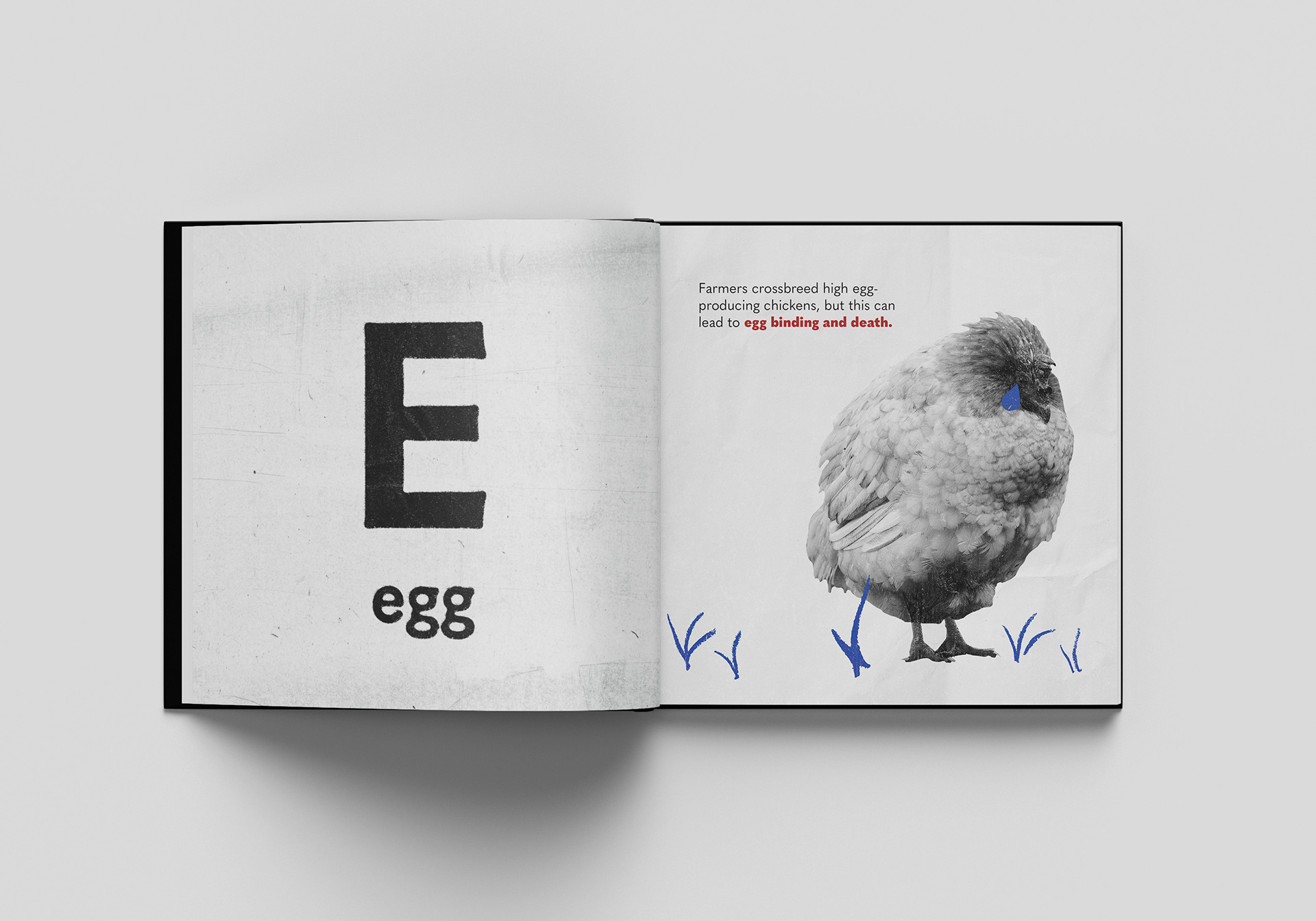 Farmers crossbreed high egg-producing chickens, but this can lead to egg binding and death.
