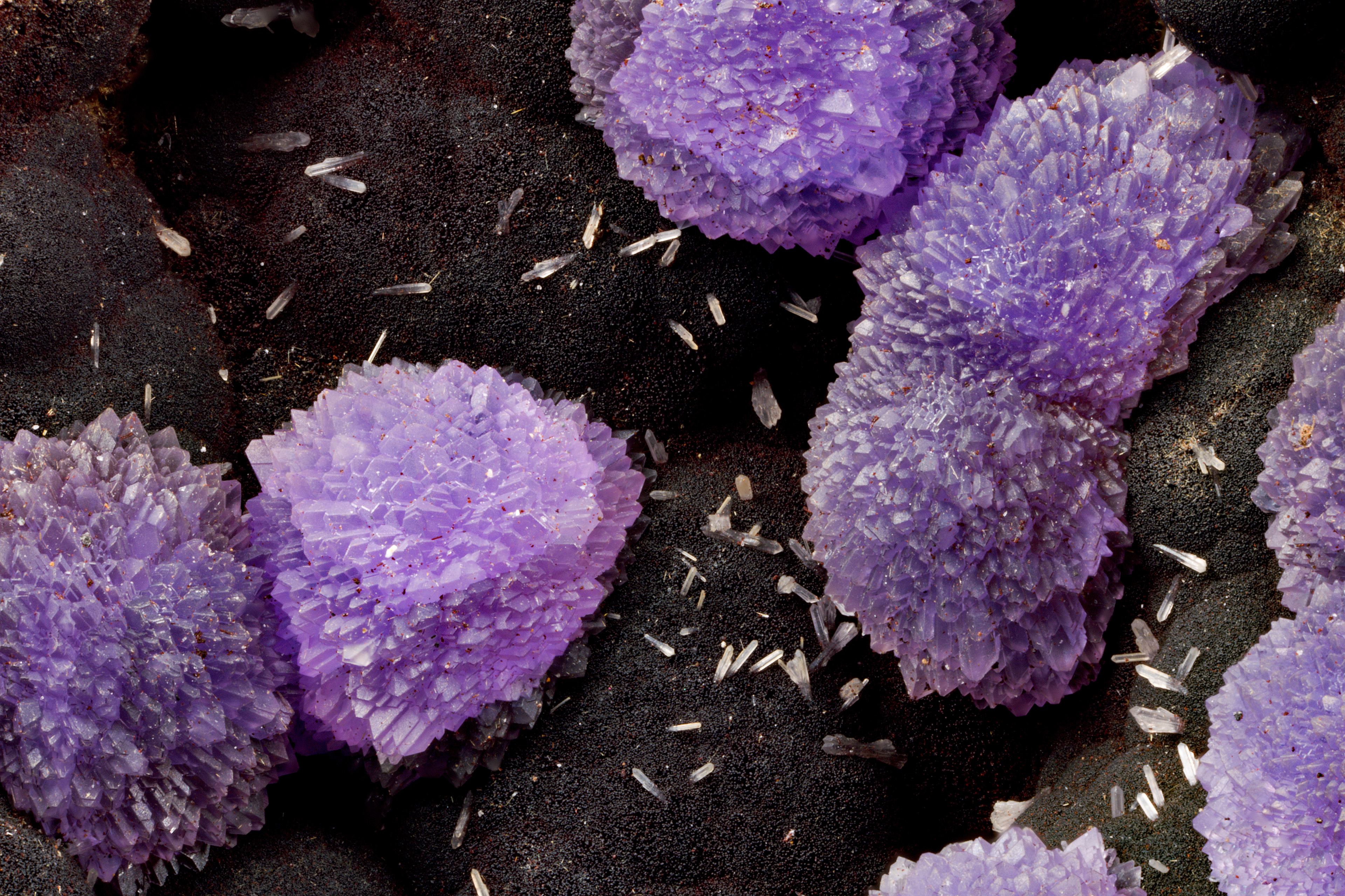 Strengite: Coon Creek, AR; Gawan Fiore Collection