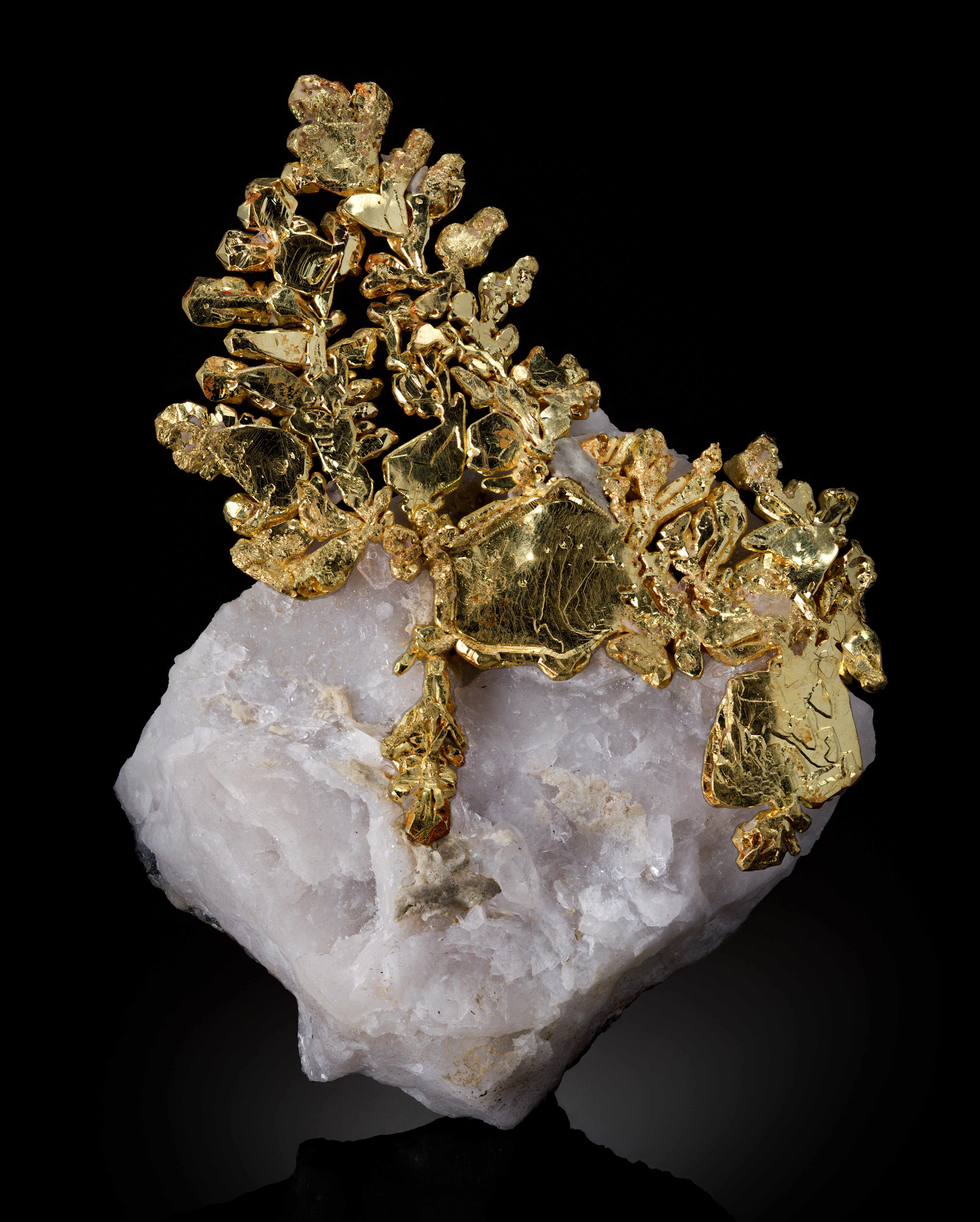 Gold; Kyle Kevorkian collection