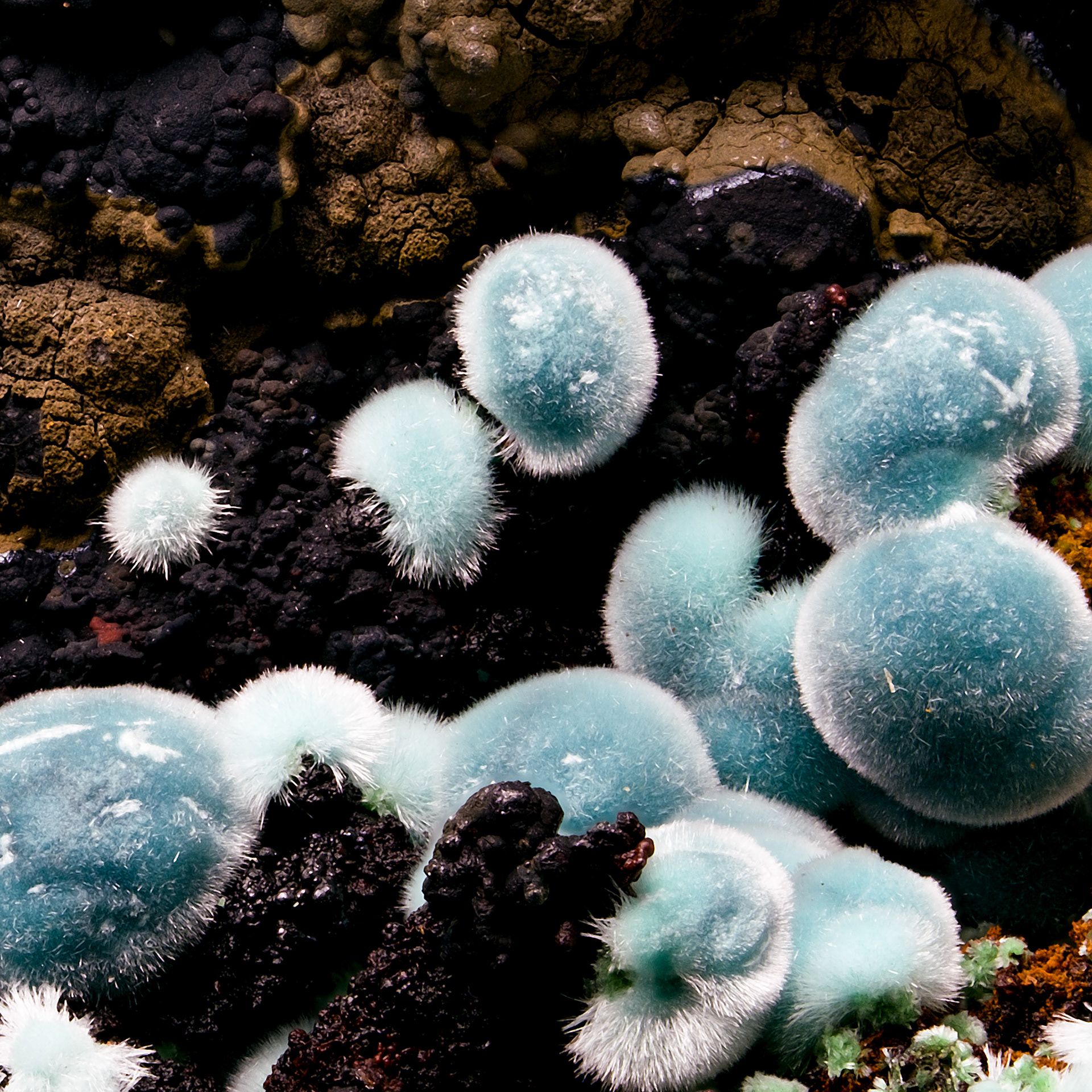 Rosasite - Ojuela Mine, Mexico