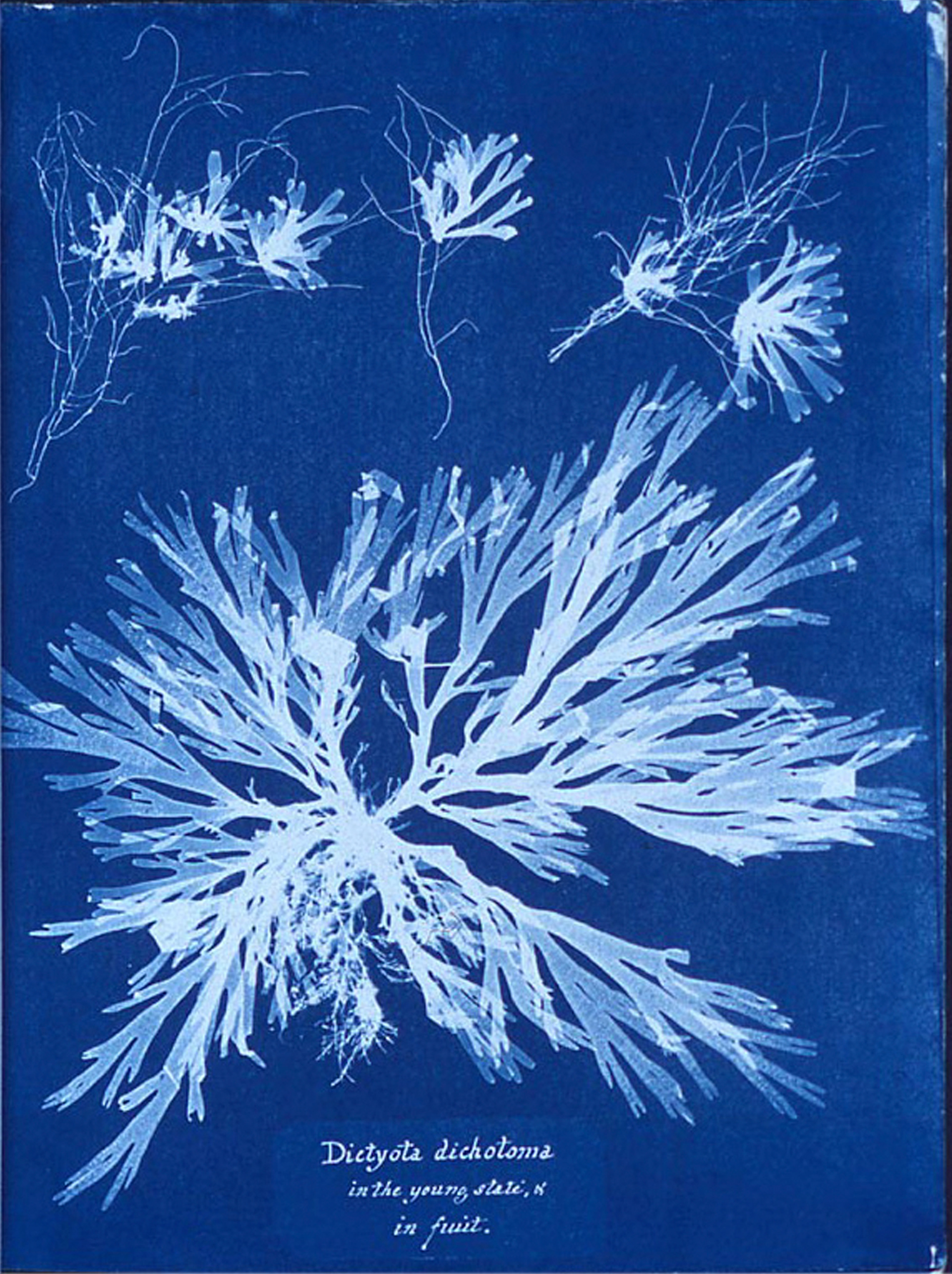 Anna Atkins, Dictyota Dichotoma, in the Young State and in Fruit, c.1843, cyanotype, 26 x 20 cm, The British Library Board, London