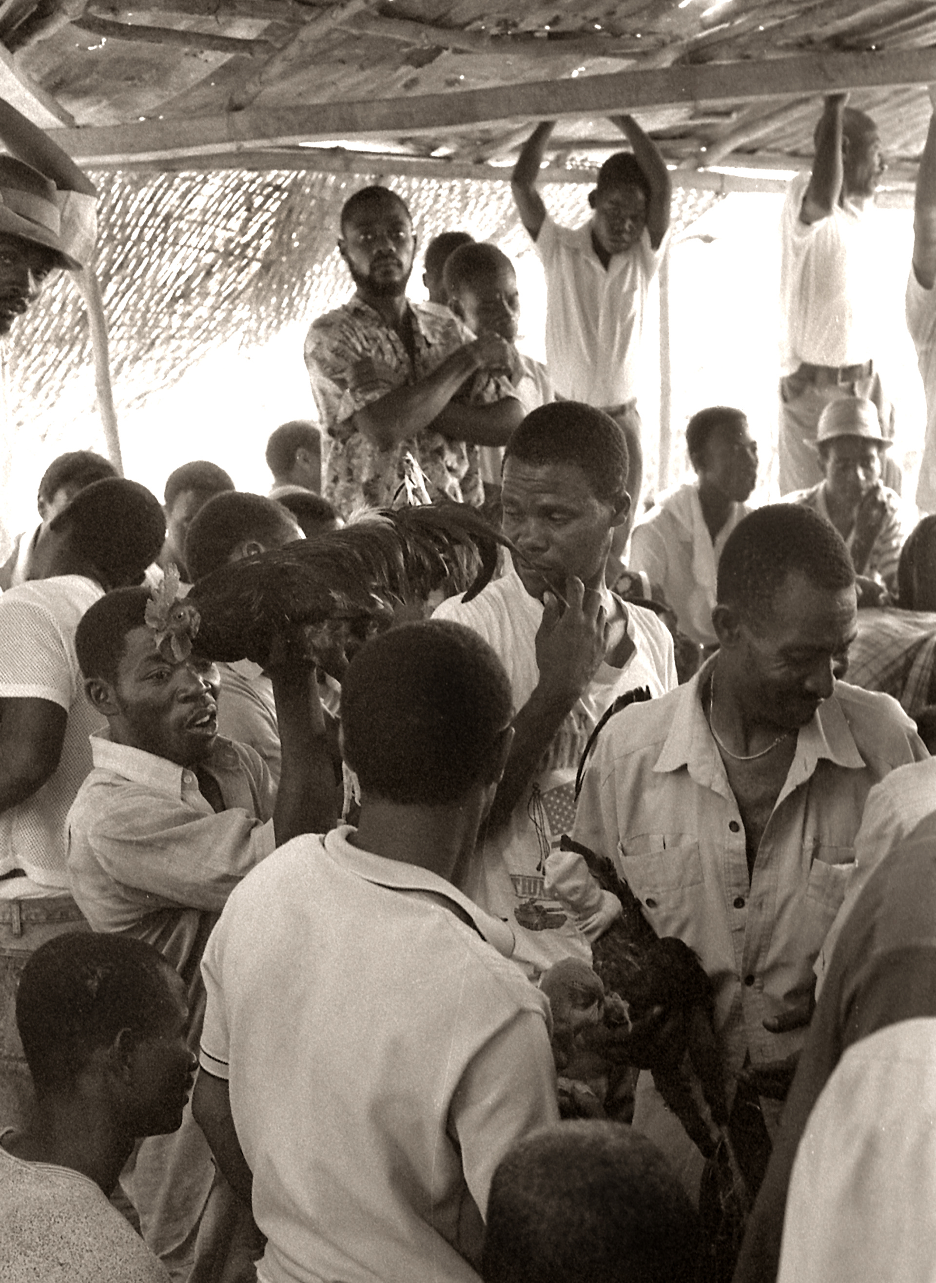 Cock Fight. Haiti.