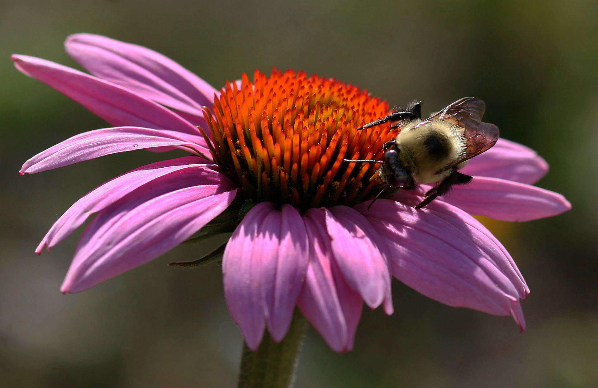 Sweet Nectar