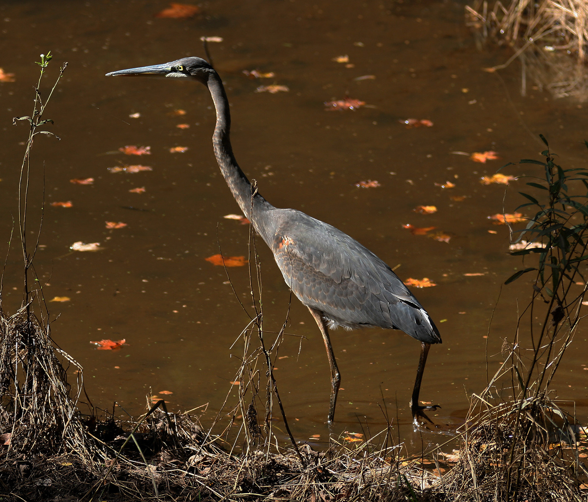 Great Blue Heron