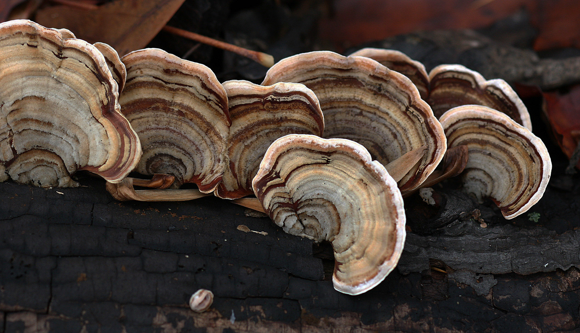 Mushrooms on a log
