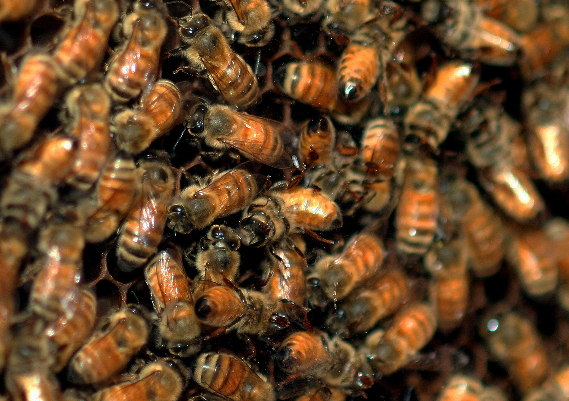 Bees Bees and more Bees...please