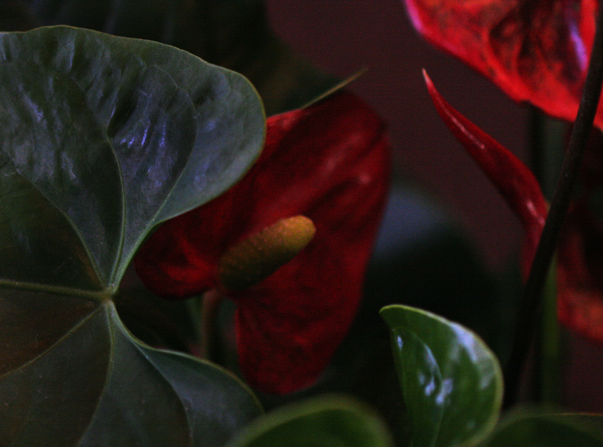 Anthurium
