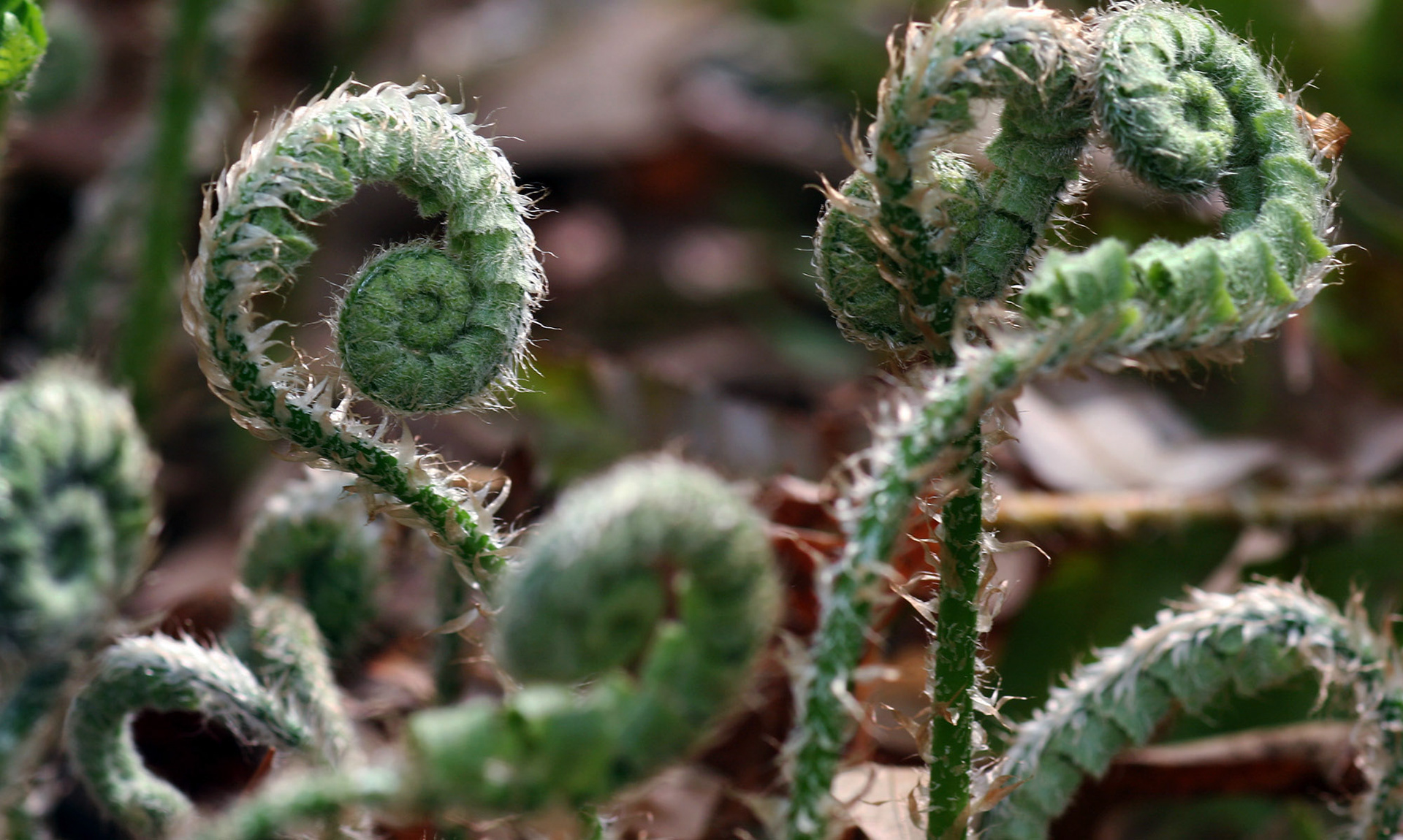 FiddleFern